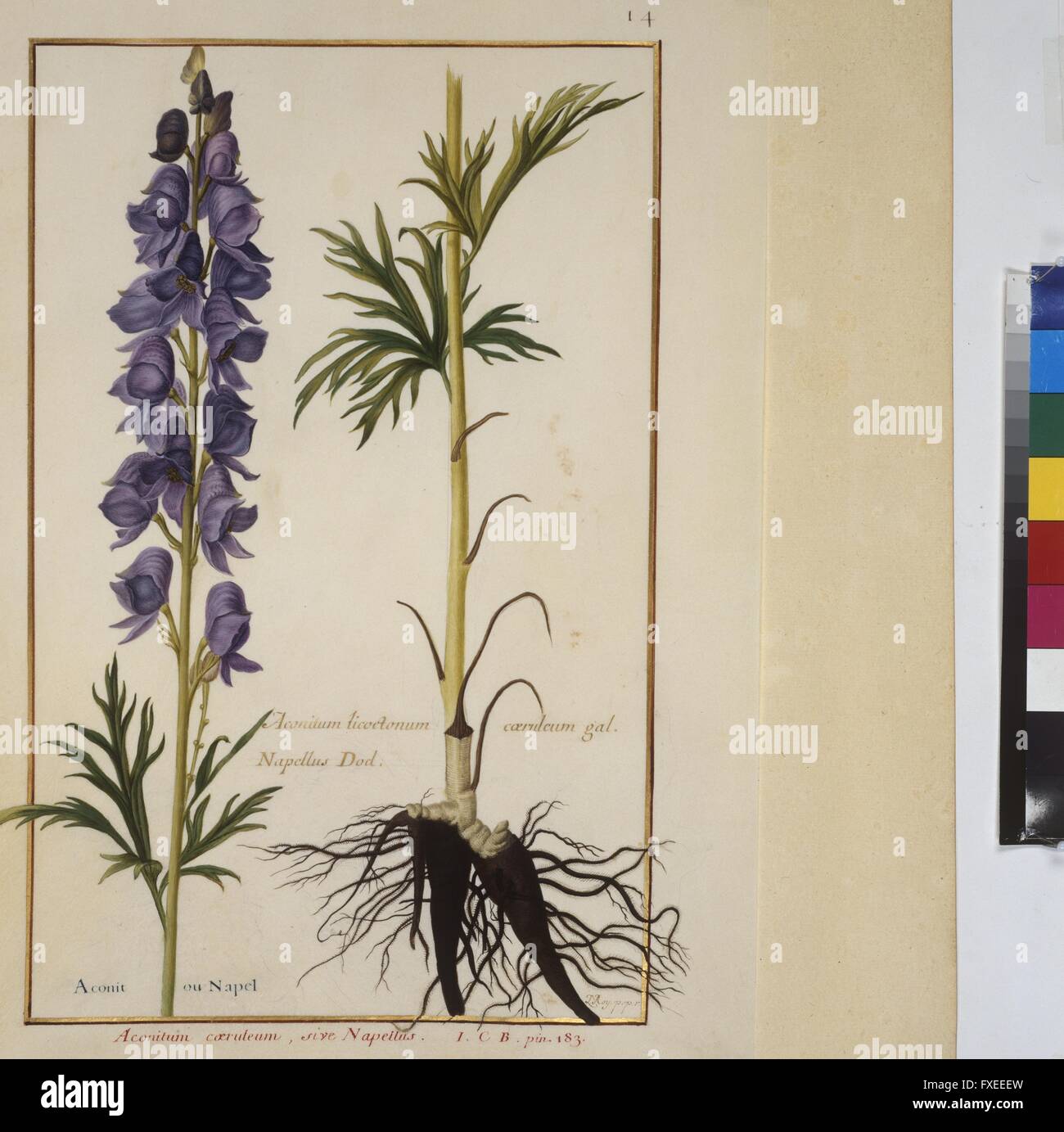 Cod. Min. 53, Bd. 1, fol. 14r: Florilegium des Prinzen Eugen von Savoyen: Aconitum coeruleum sive Napellus - Eisenhut Stock Photo