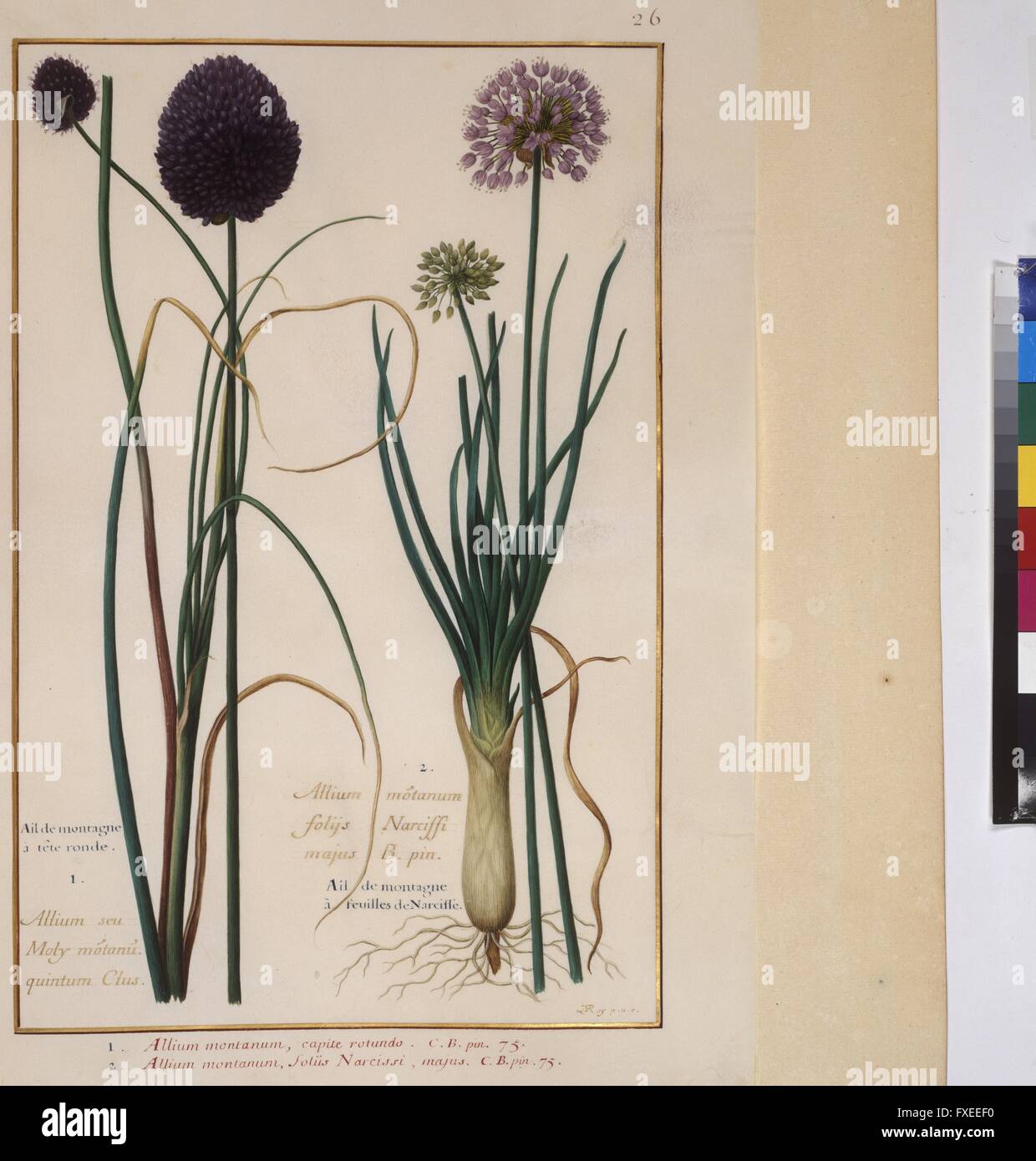 Cod. Min. 53, Bd. 1, fol. 26r: Florilegium des Prinzen Eugen von Savoyen: Allium montanum - Lauch Stock Photo