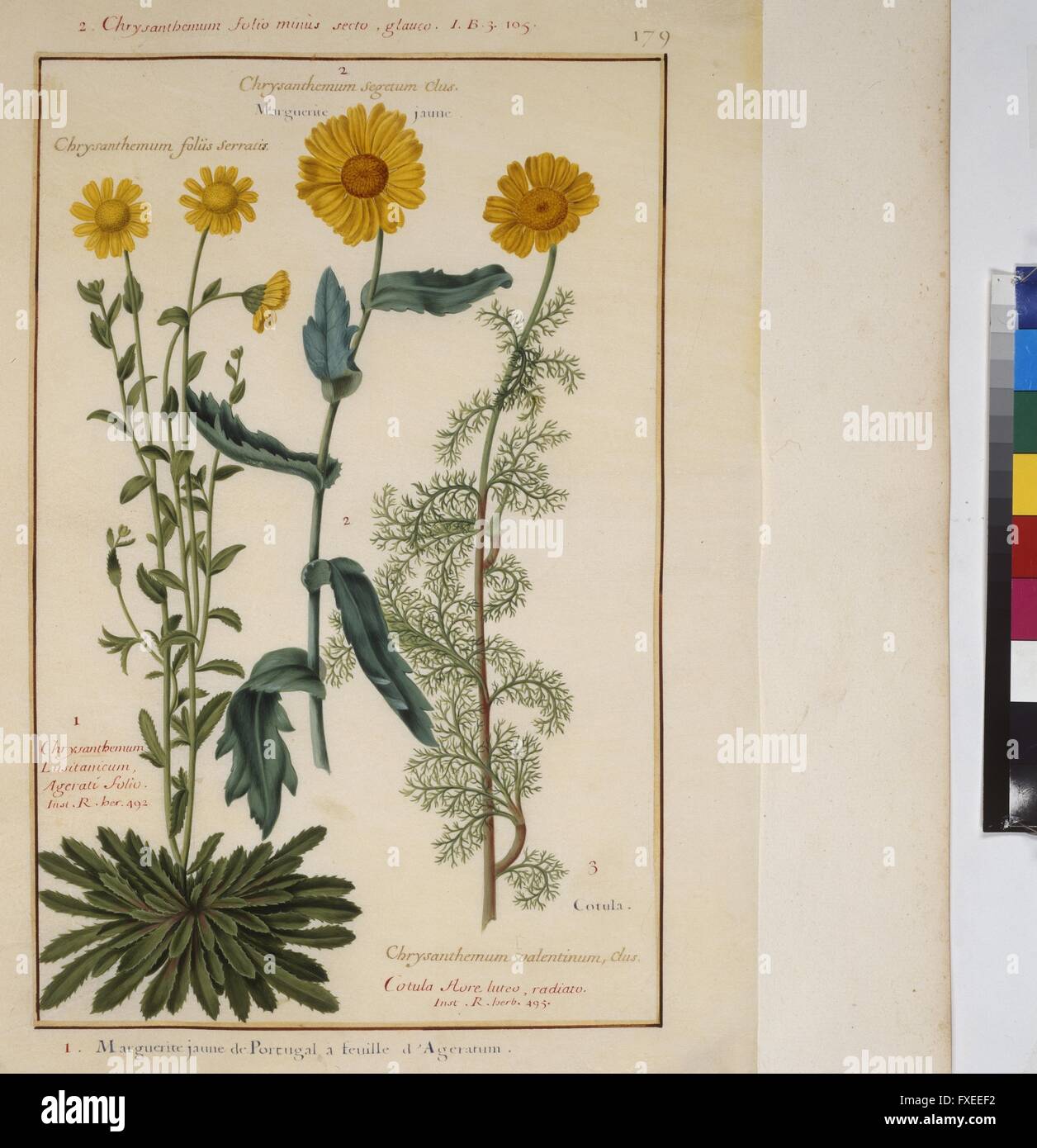 Cod. Min. 53, Bd. 4, fol. 179r: Florilegium des Prinzen Eugen von Savoyen: Chrysanthemum - Chrysanthemen Stock Photo