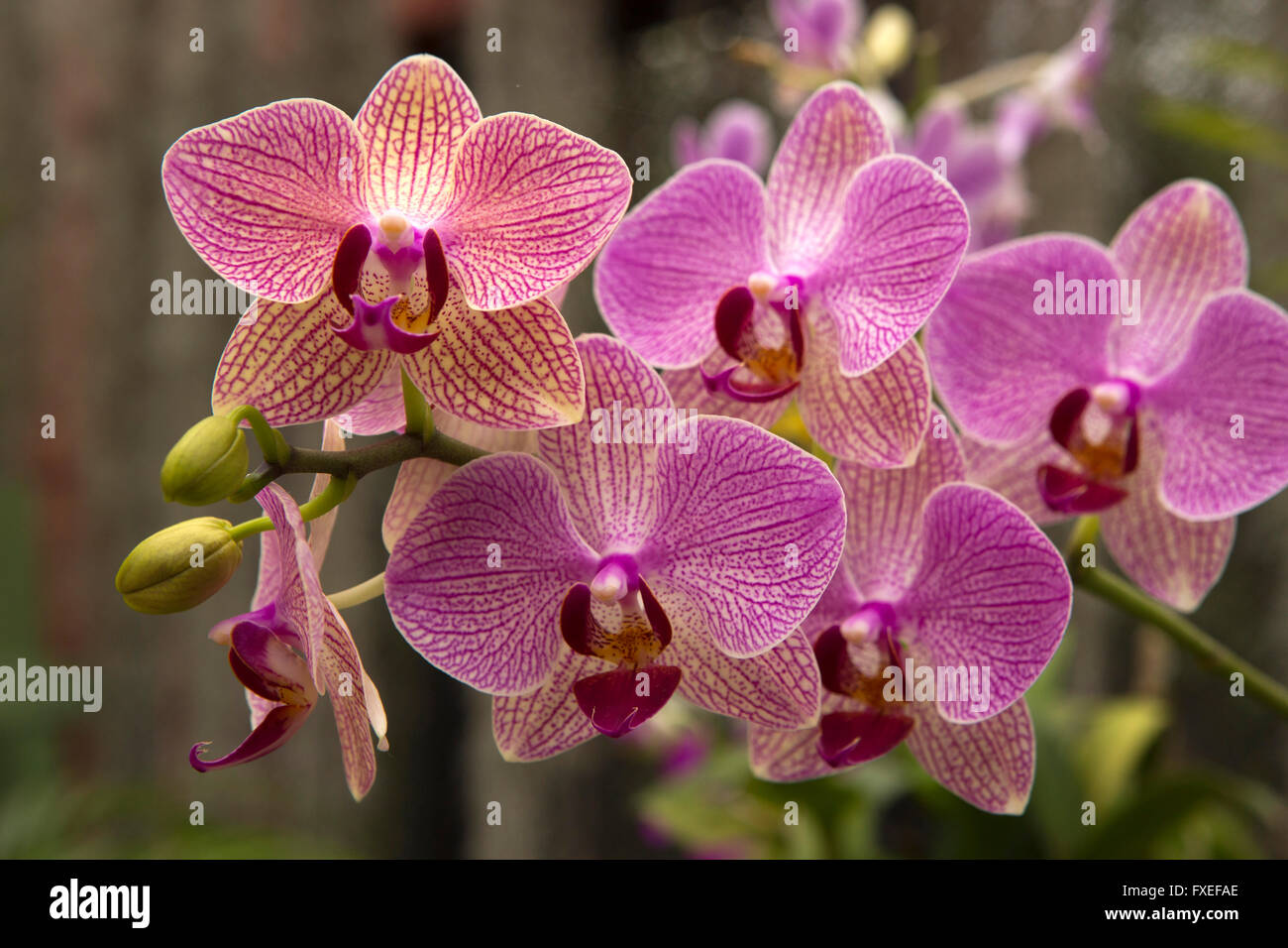 Sri Lanka, Kandy, Peradeniya Royal Botanical Gardens, Orchid House, tropical orchid in flower Stock Photo