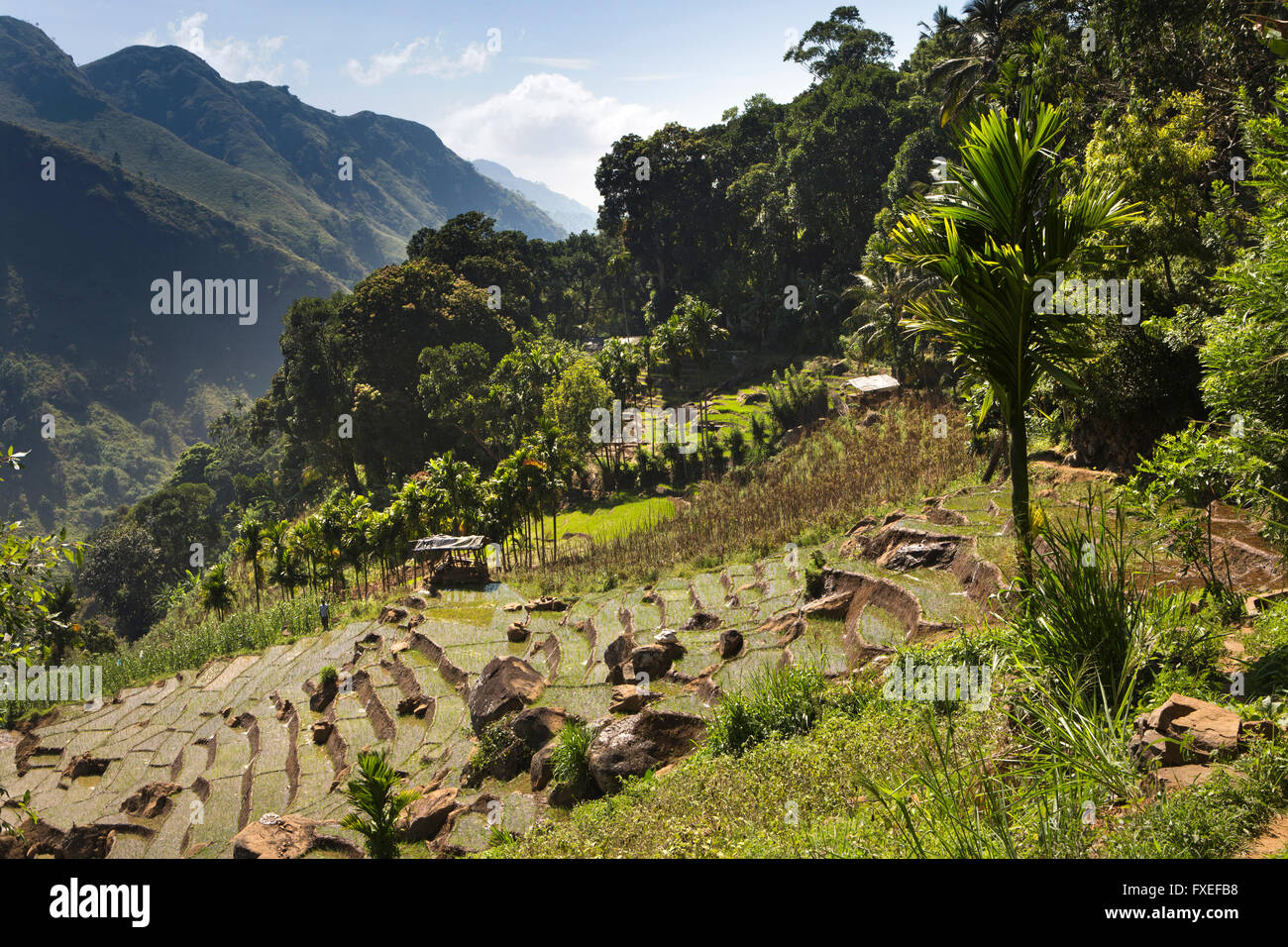 Sri Lanka, Ella, steeply terraced agricultural fields on side of Ella Rock Stock Photo
