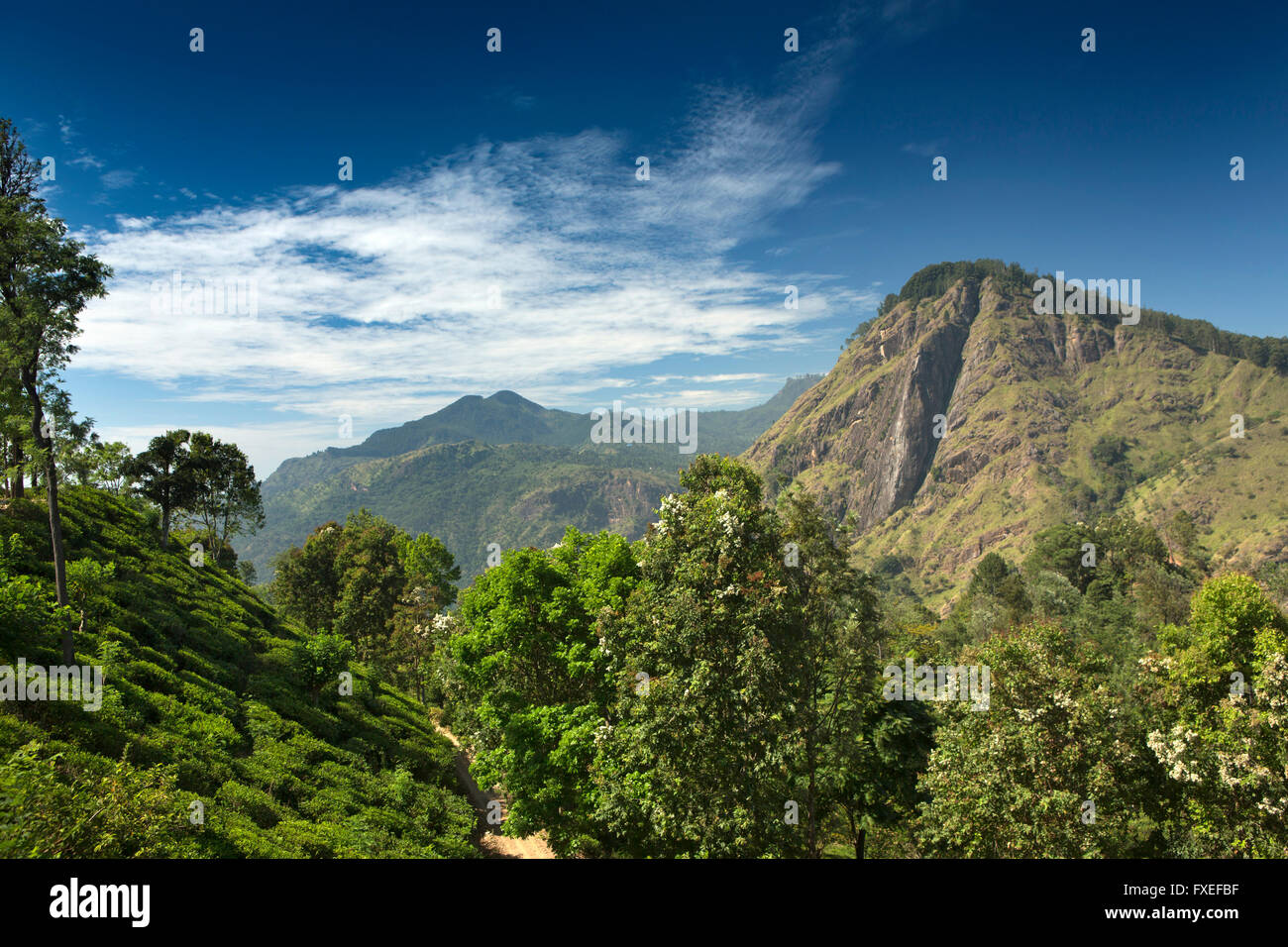 Sri Lanka, Ella, view of Ella rock from tea plantation on path to