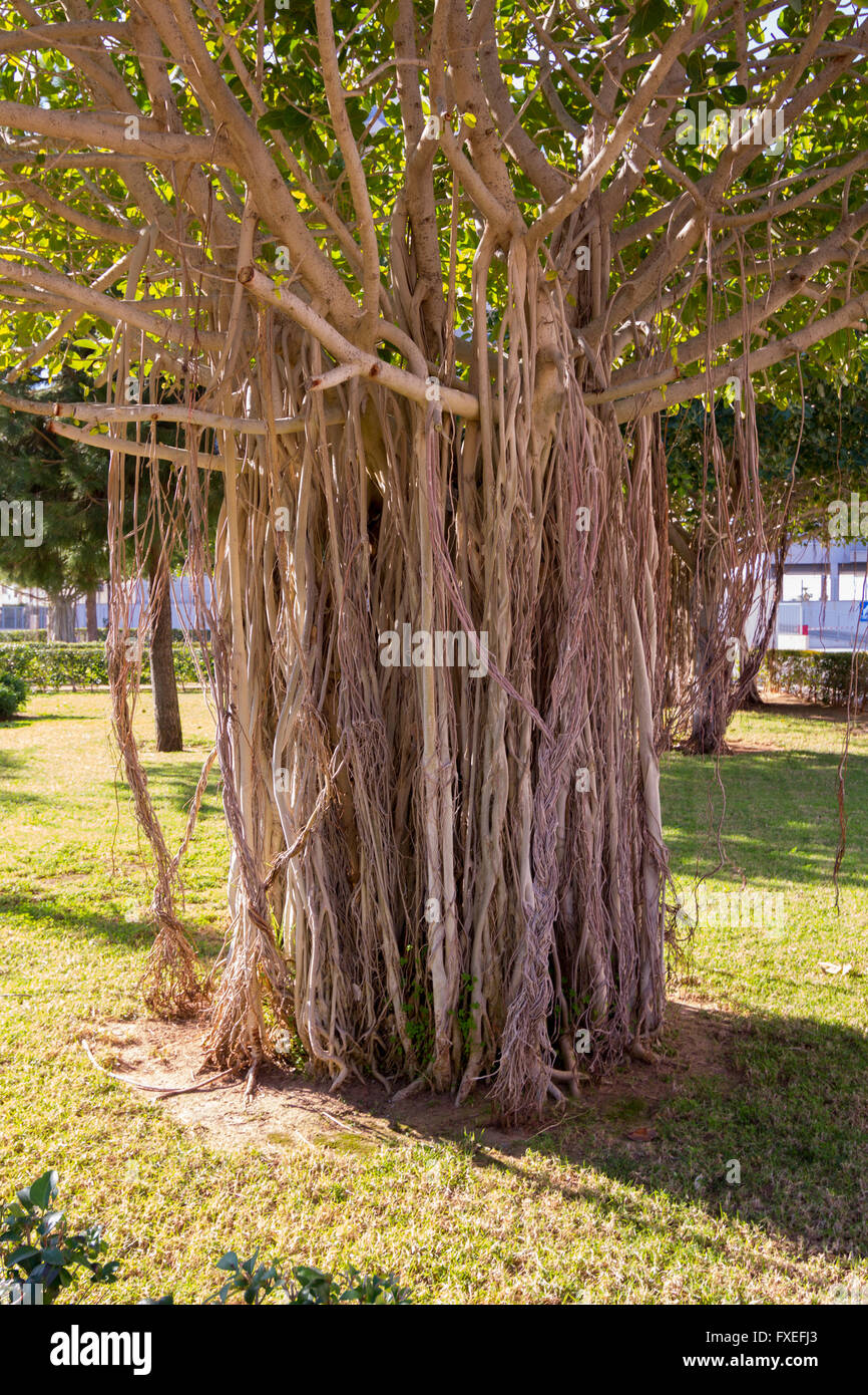 Tree with roots and branches hires stock photography and images Alamy