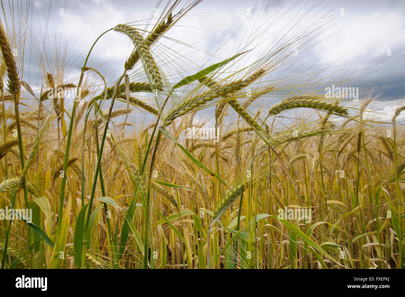 Close-up of barley plants (Hordeum vulgare) with a stormy sky background Stock Photo