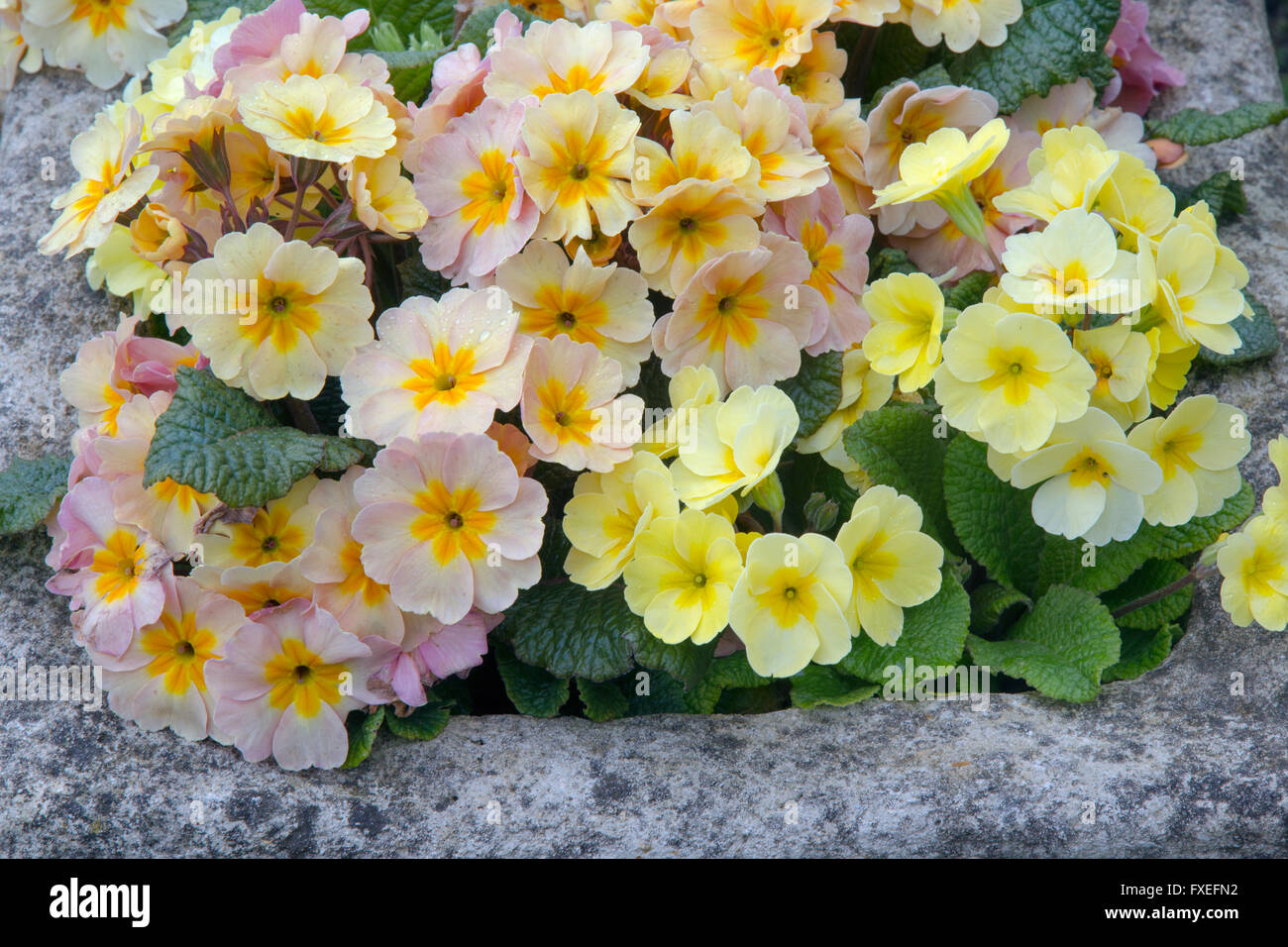 Polyanthus in stone garden container pale yellow and pink varieties Stock Photo