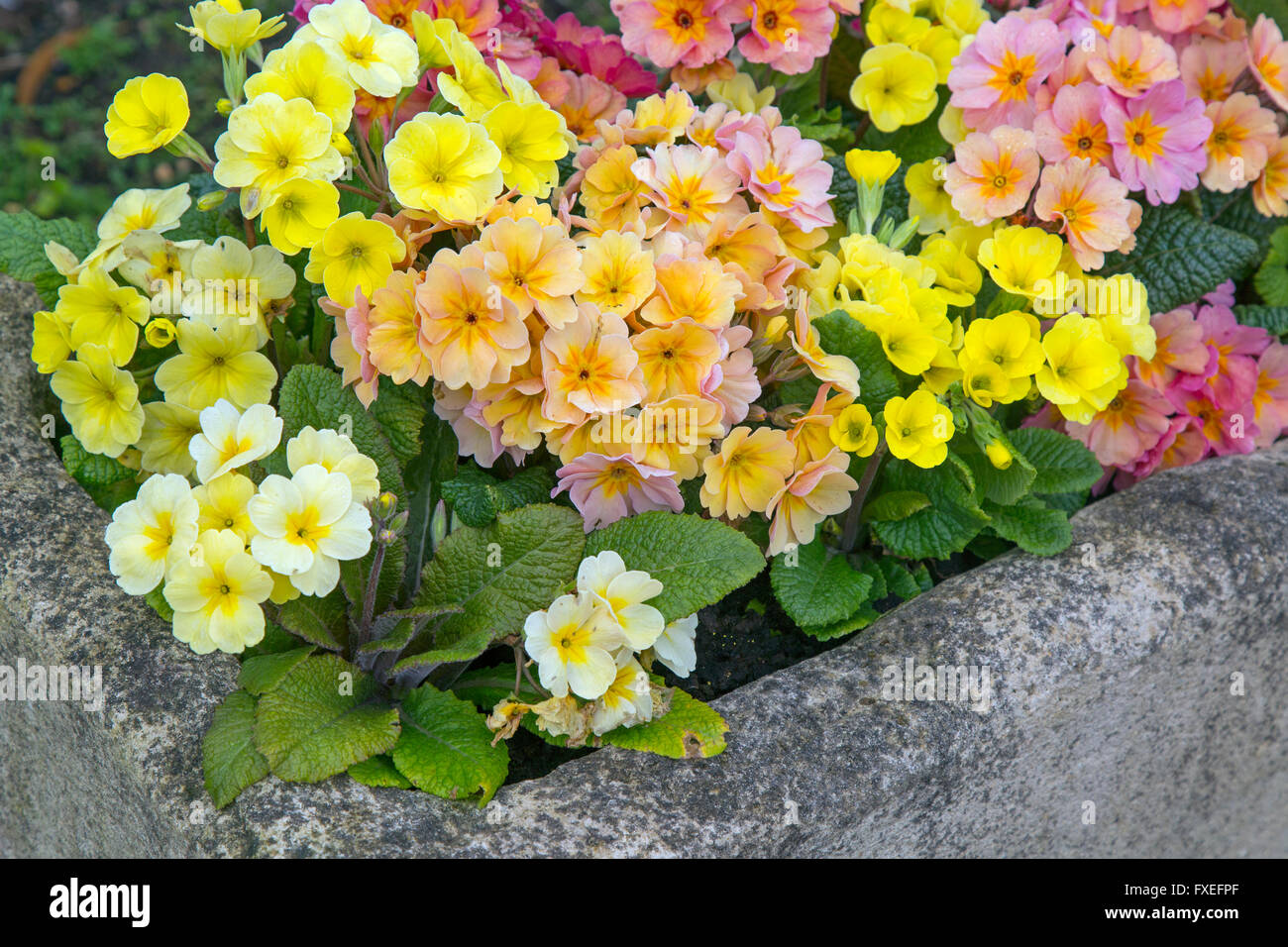 Polyanthus in stone garden container pale yellow and pink varieties Stock Photo