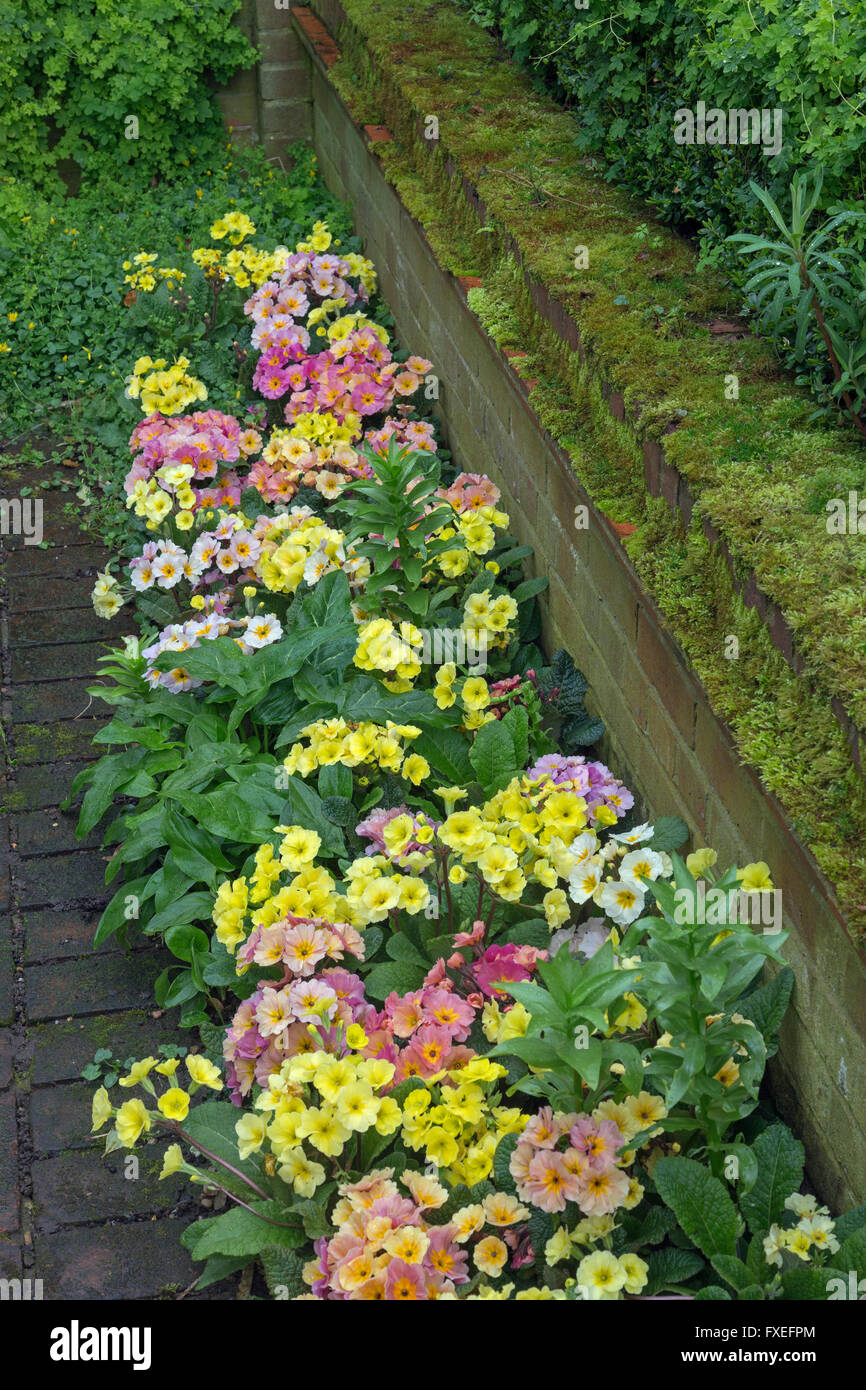 Polyanthus pale yellow and pink varieties in  garden border with mossy wall Stock Photo