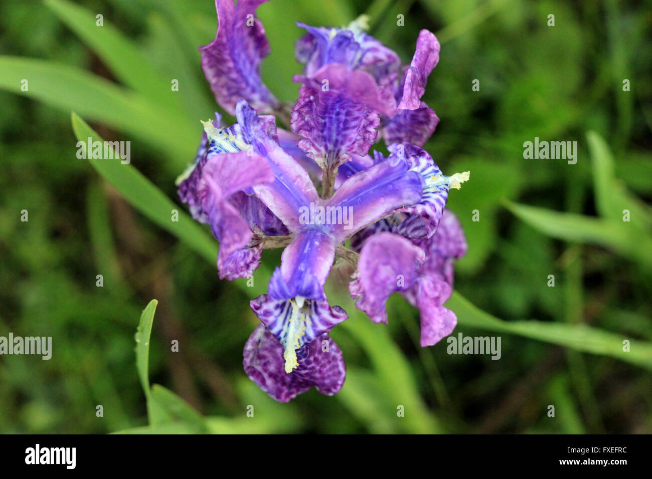 Iris hookeriana, Hooker's Iris, rhizomatous perennial herb of alpine Himalayas with linear leaves, bluish purple flowers Stock Photo