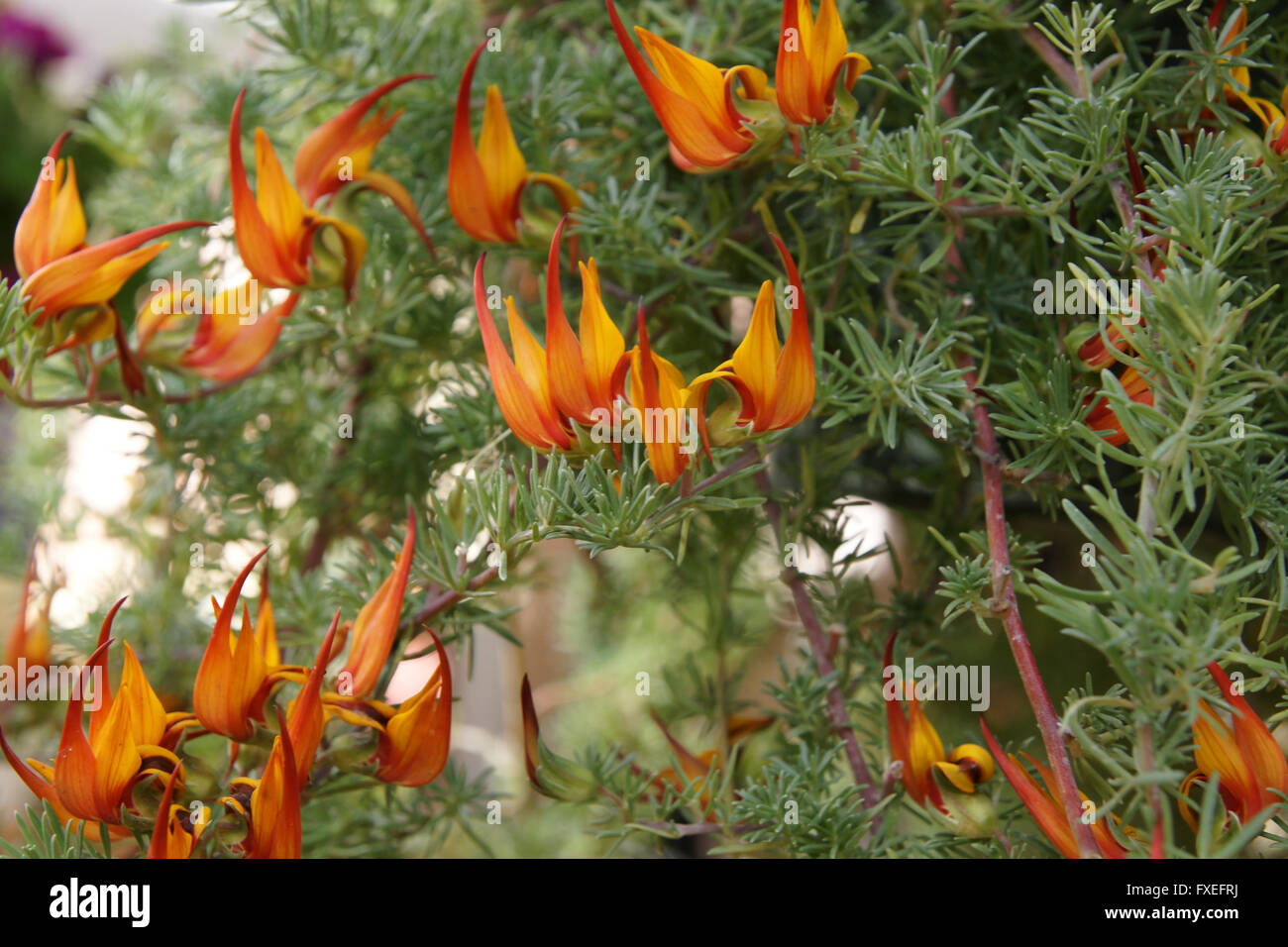 Lotus barthelotii, Parrot's Beak, Pelican's Beak, perennial ornamental herb with slender leaflets, orange red beaked flowers Stock Photo