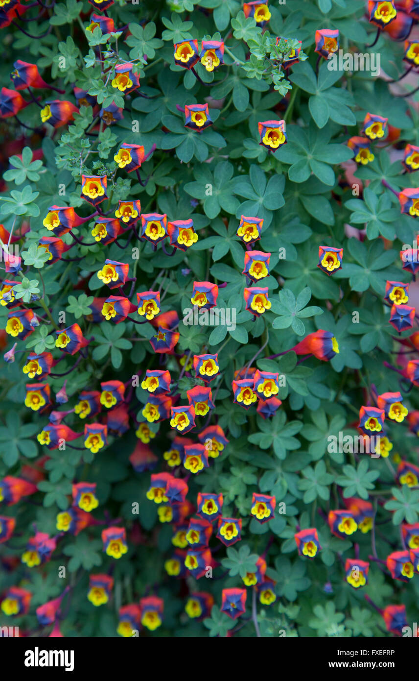 Chilean Nasturtium  Tropaeolum tricolor Stock Photo