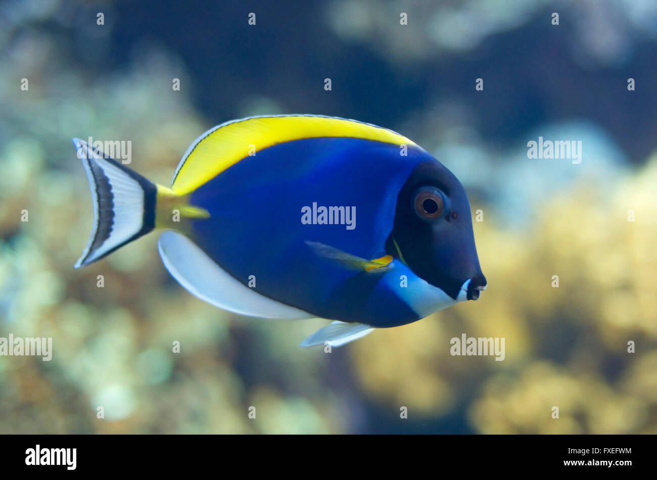 Powder blue surgeonfish aquarium hires stock photography and images