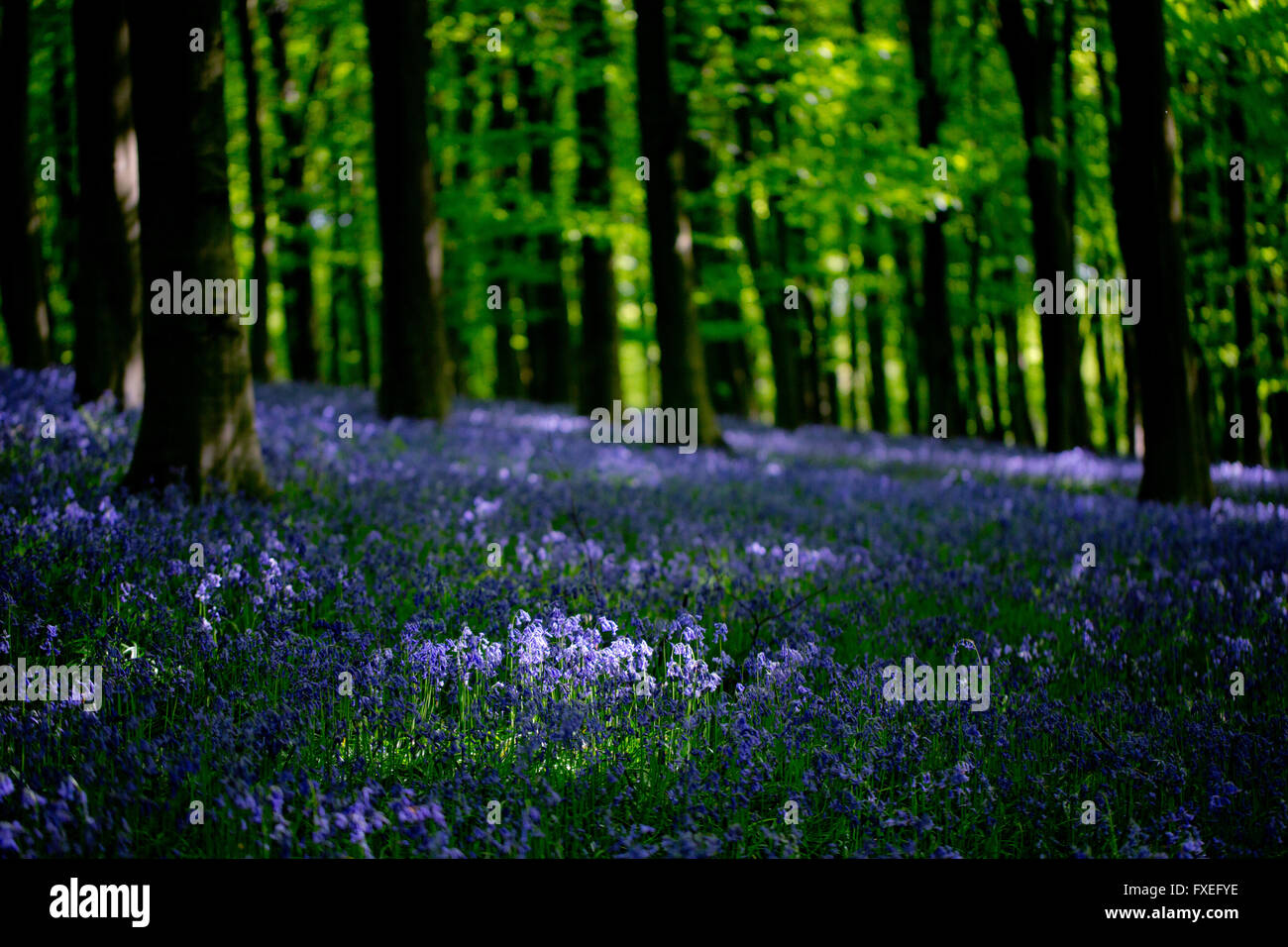 Bluebells in Kings Wood, Challock, Kent Stock Photo - Alamy
