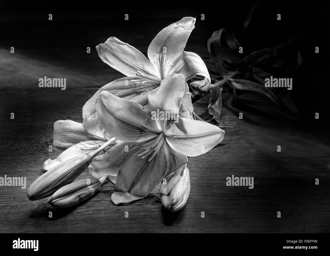 Bunch of lilies in black and white Stock Photo