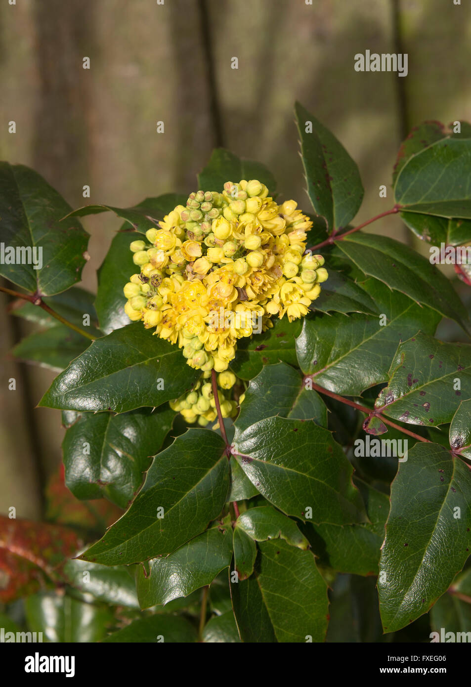 Small Tightly Packed Bunch of Yellow Flowers in a Mahonia Aquifolium Shrub with Green Wax Like Leaves in a Cheshire Garden Stock Photo