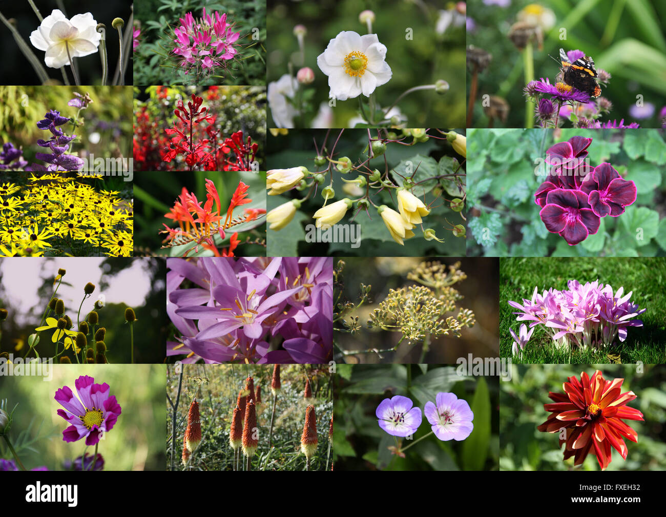 Floral collage of various photos of colorful blooming plants and flowers in fall season, Dorset, England, Great Britain, UK. Stock Photo
