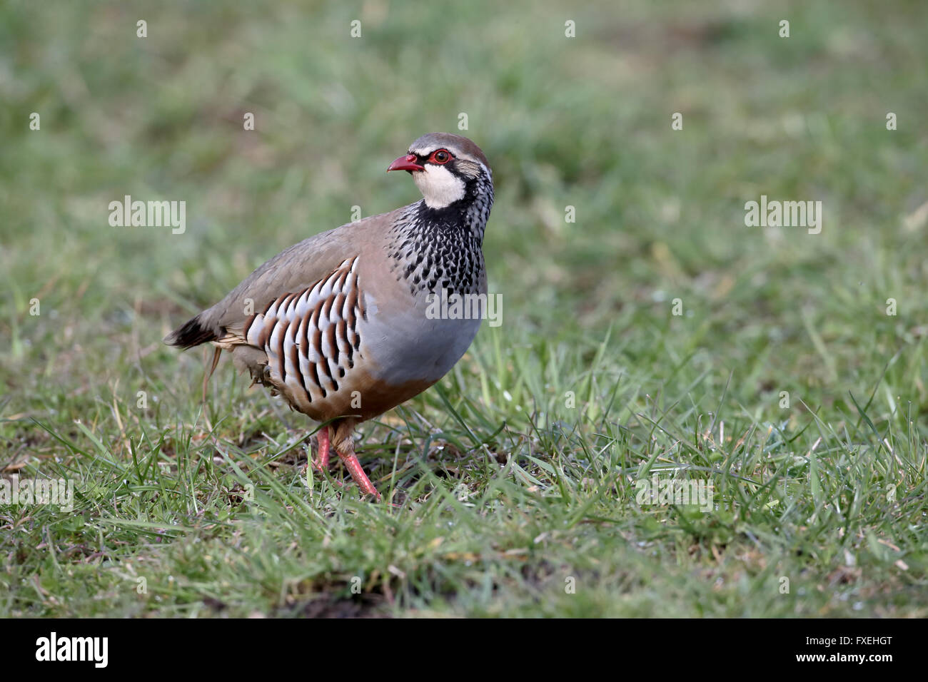 French partridge hi-res stock photography and images - Alamy