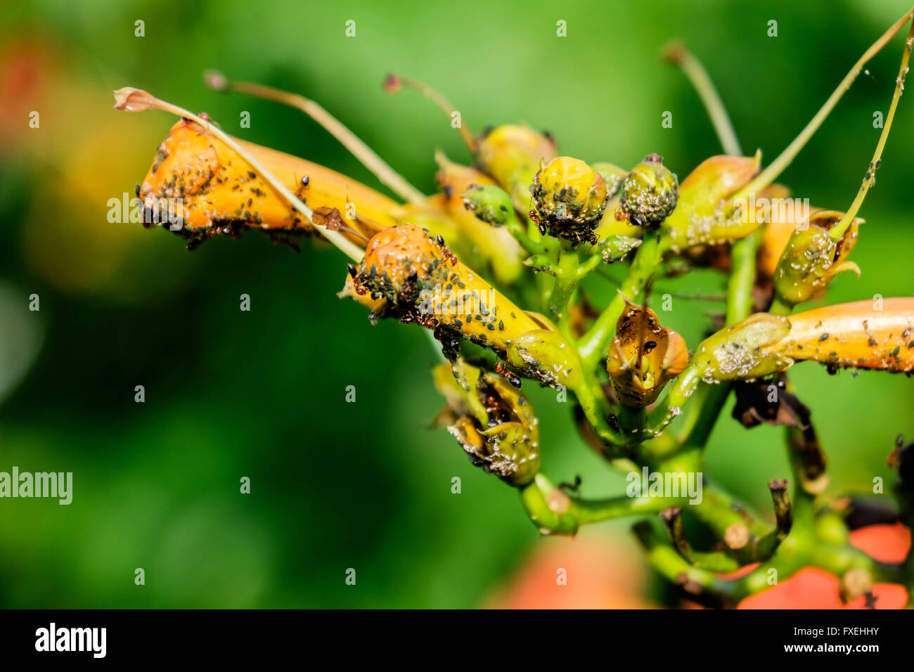 Ants farm Aphids on a blooming trumpet vine, Campis radicans, in Oklahoma, USA Stock Photo