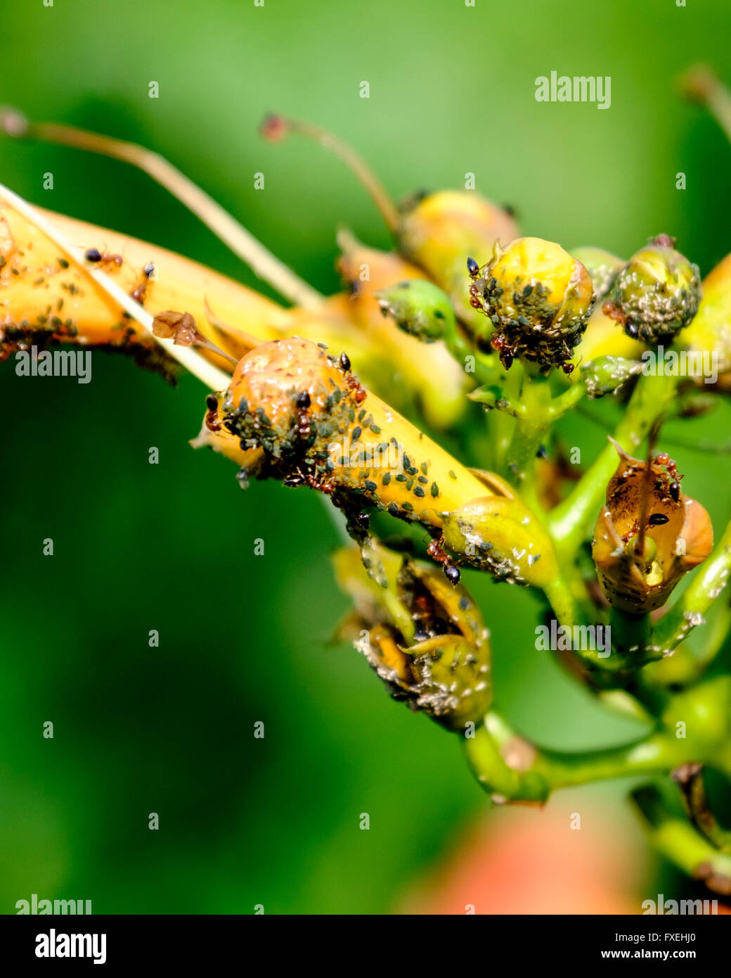 Ants farm Aphids on a trumpet vine,Campis radicans Stock Photo Alamy
