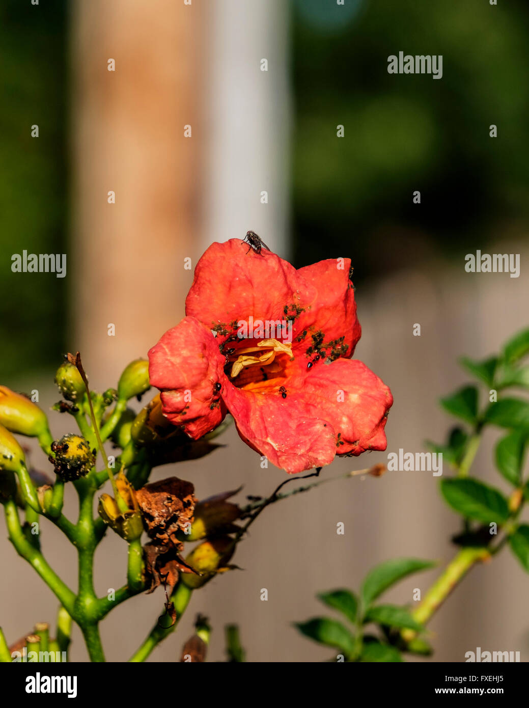 Ants are farming aphids for their sweet nectar on a flowering trumpet vine, Campis radicans.Oklahoma, USA Stock Photo