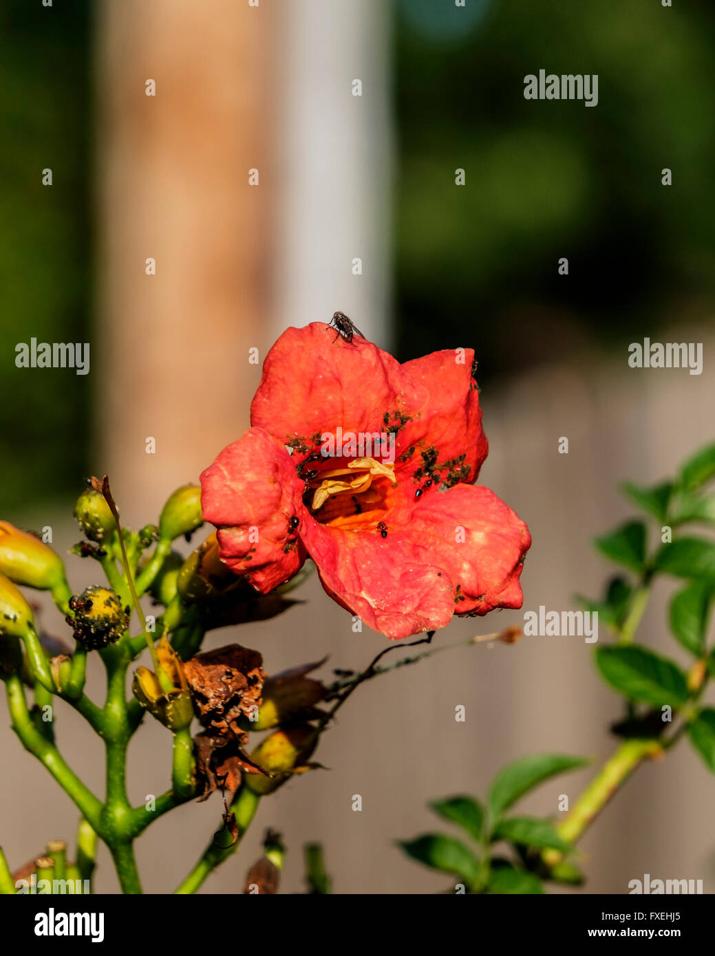 Ants are farming aphids for their sweet nectar on a trumpet vine,Campis radicans Stock Photo Alamy
