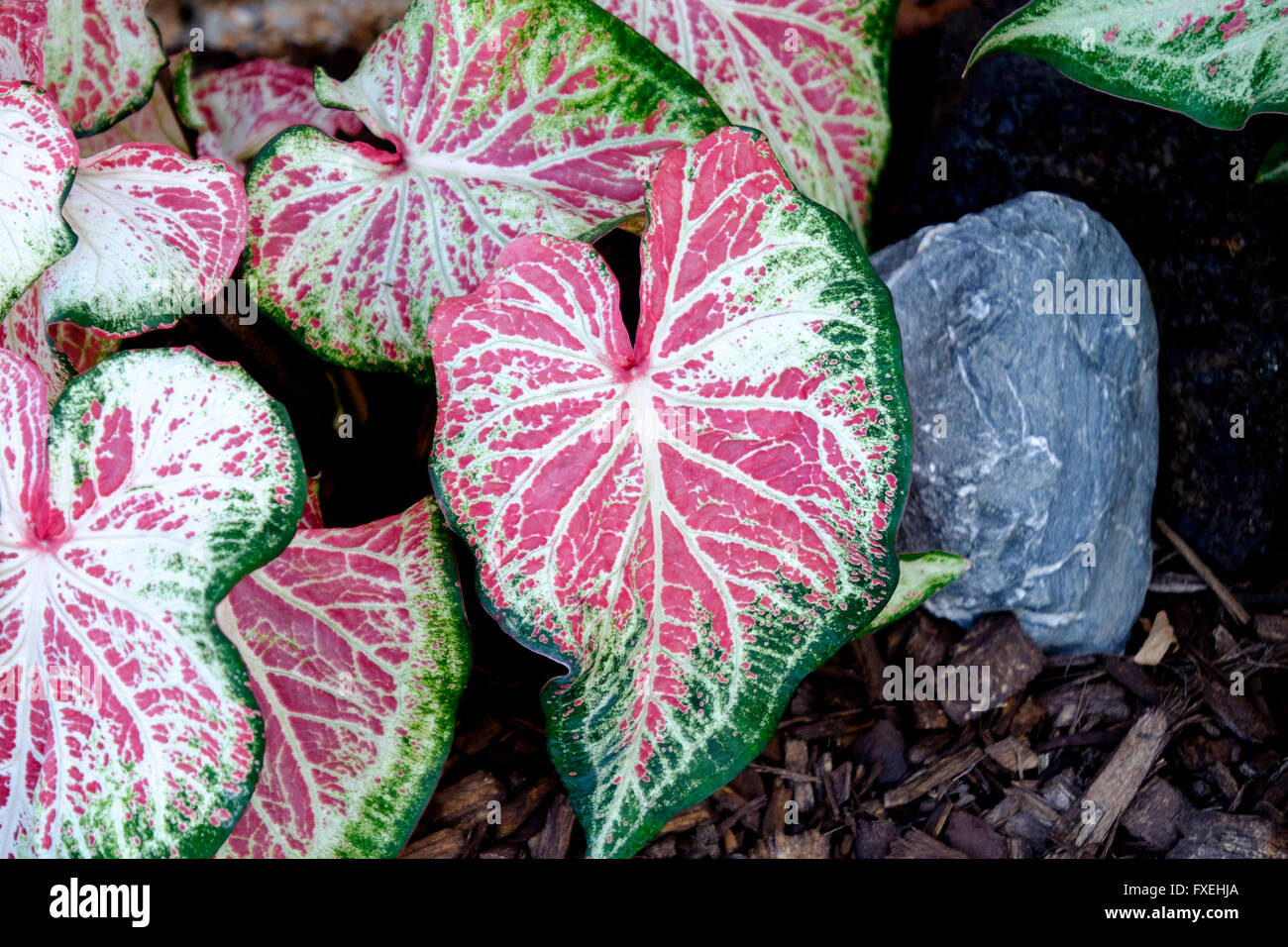 Pink and green Caladiums, araceae, Gingerland variety, in a garden bed with decorative stones. Oklahoma, USA. Stock Photo