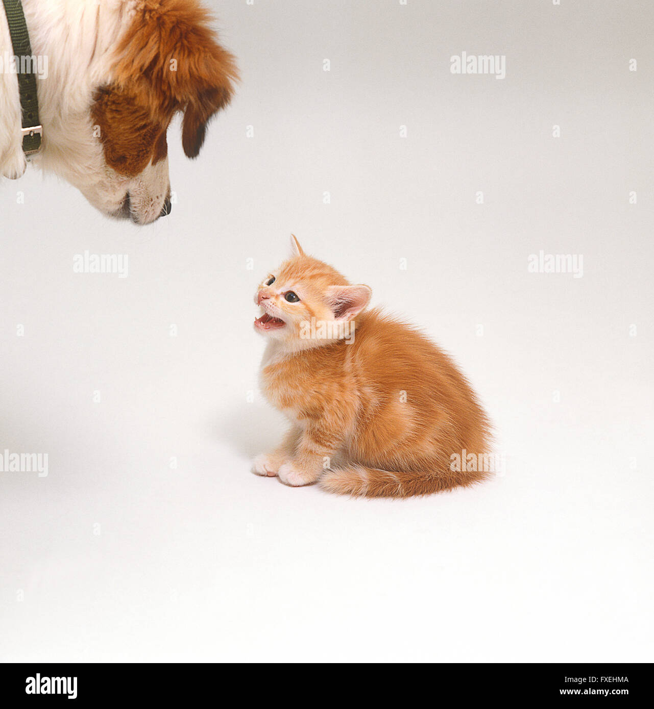 Kitten hissing at dog Stock Photo - Alamy