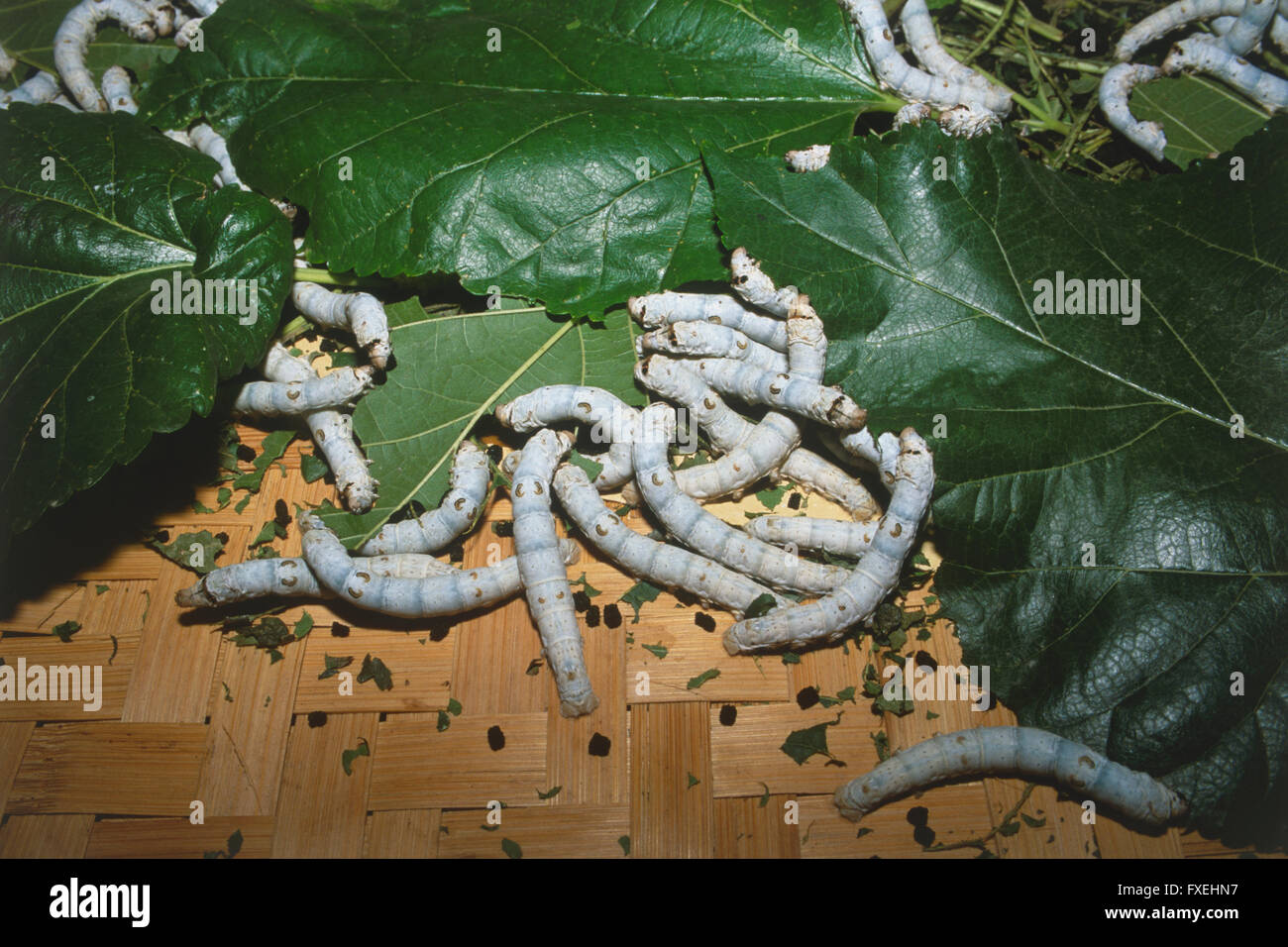 Bombyx mori, Silkmoth, Silkworms eating green leaves. Stock Photo