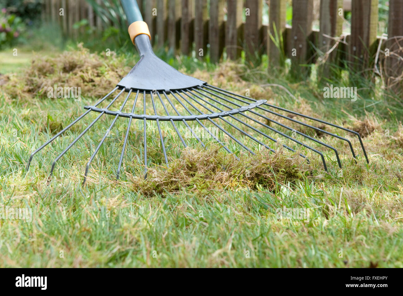 Scarifying garden lawn to remove moss using leaf rake Stock Photo Alamy
