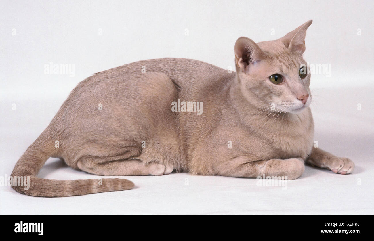 An Apricot Coloured Oriental Shorthair Cat Stock Photo 102354202