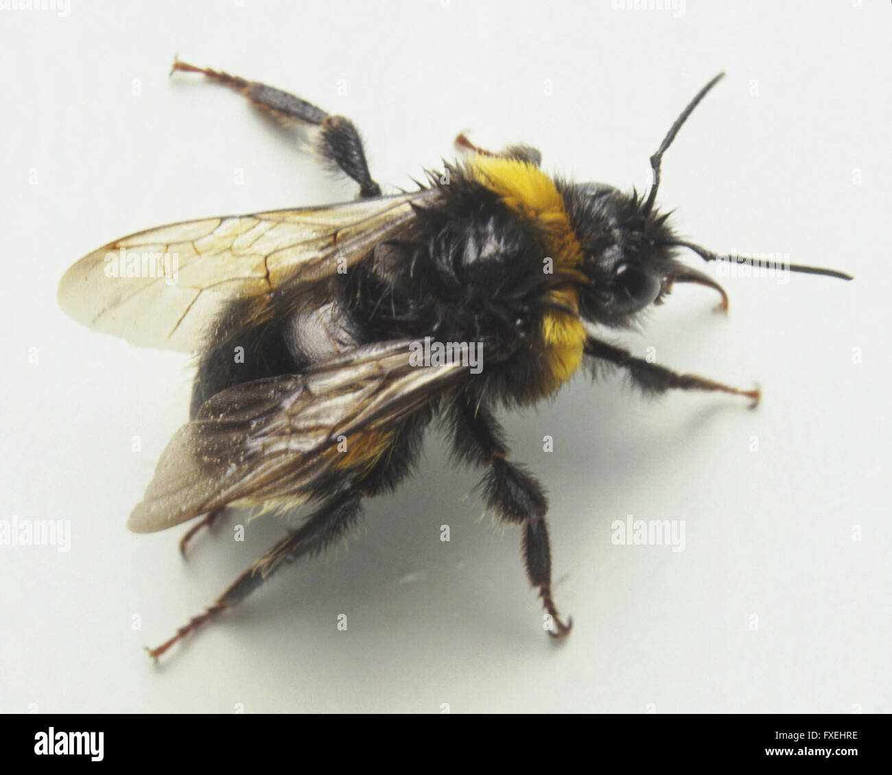 Cuckoo Bee (Psithyrus sp.) mimics bumblebee species (Bombus), laying eggs in their nests. Stock Photo