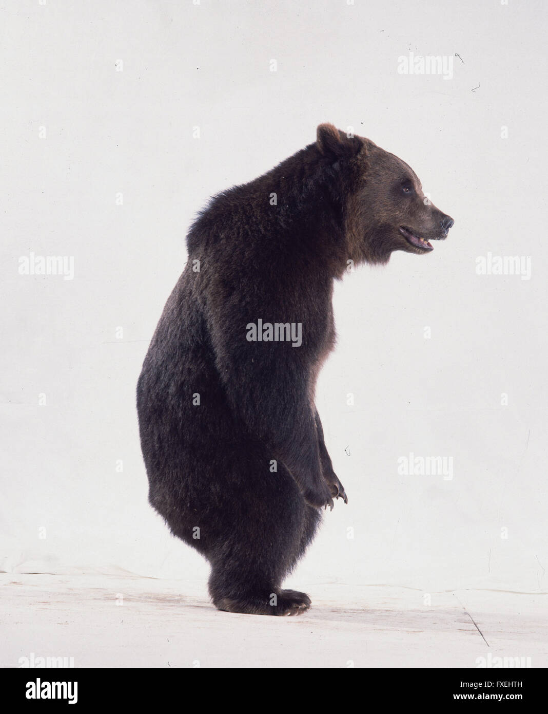 Brown Bear (Ursus arctos), side view Stock Photo
