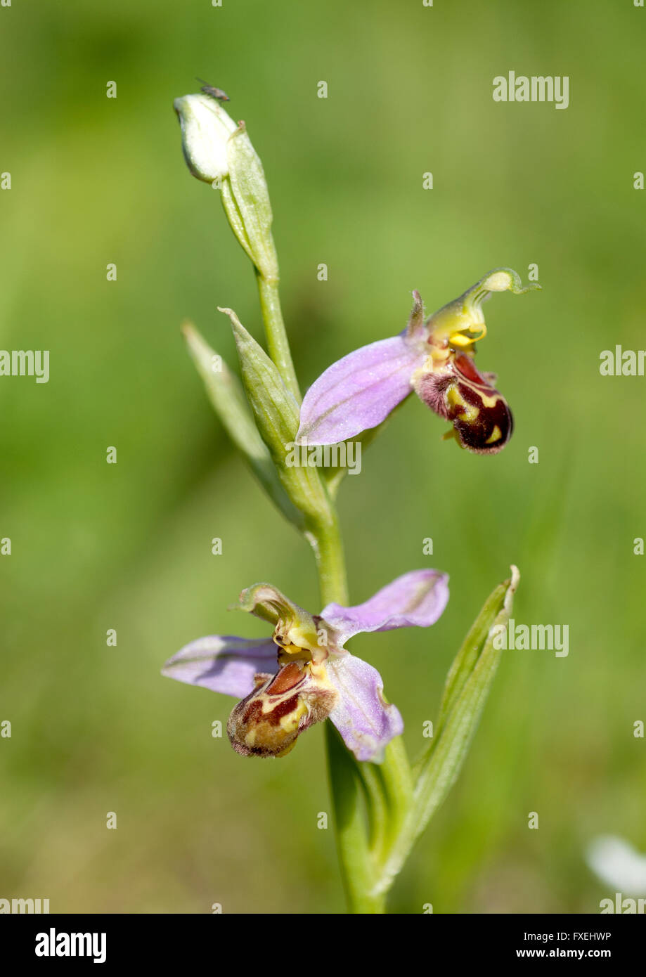 A flower spike of the Bee Orchid ( Ophrys apifera ) Stock Photo