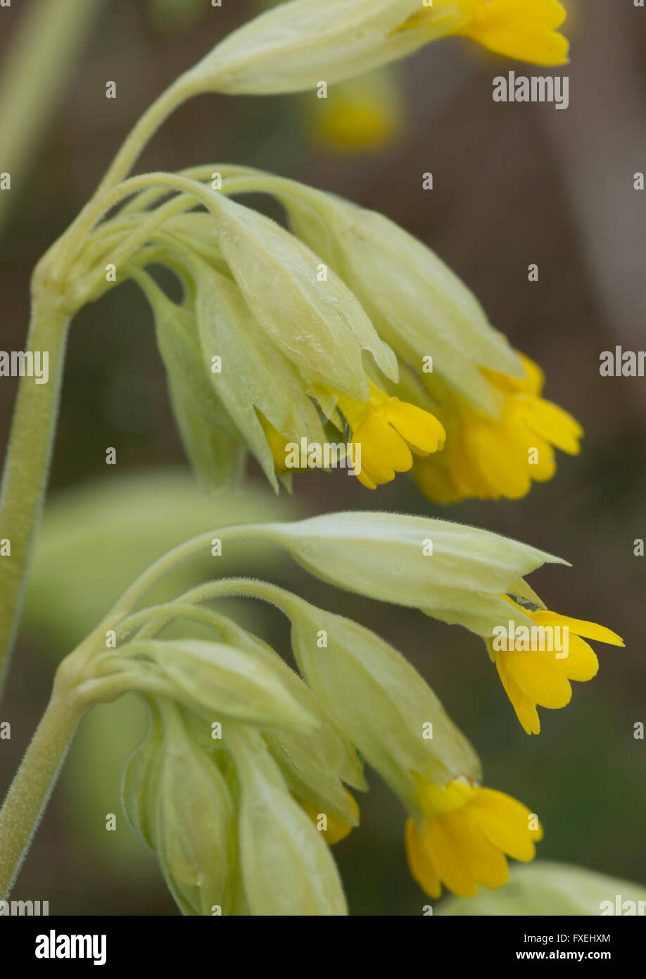 A close up of a group of cowslip flower heads ( Primula veis ) Stock Photo