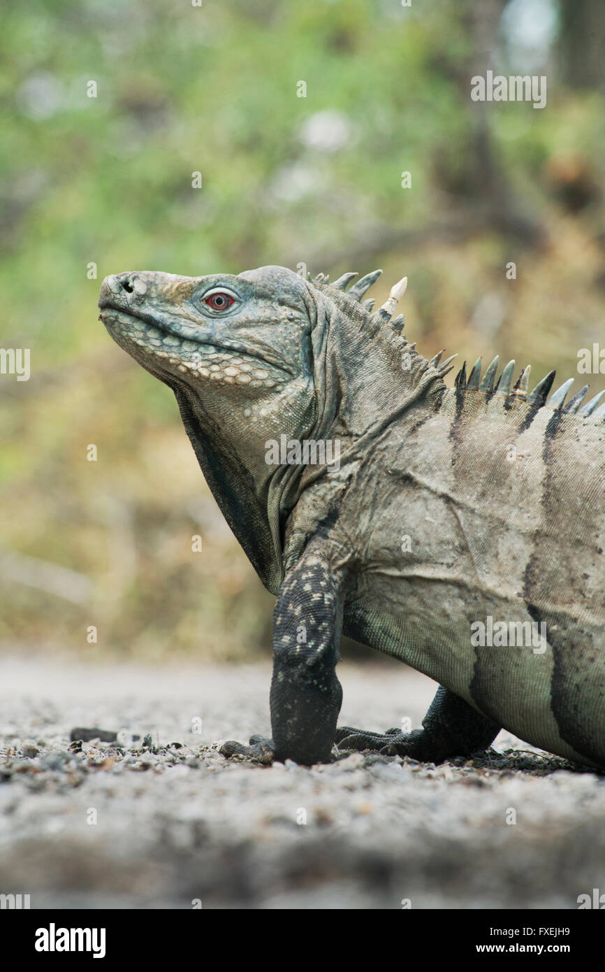Hispaniolan or Ricord's Ground Iguana (Cyclura ricordi) Critically