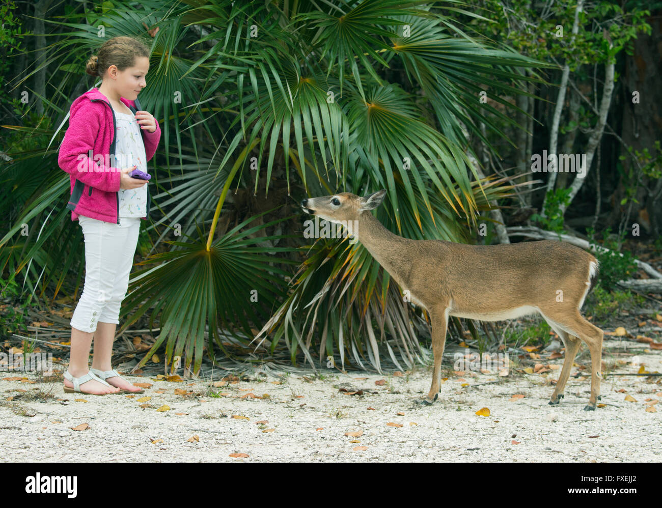 Key Deer and 11-year old Maya Braibish, No Name Key, Florida Keys, Florida Stock Photo