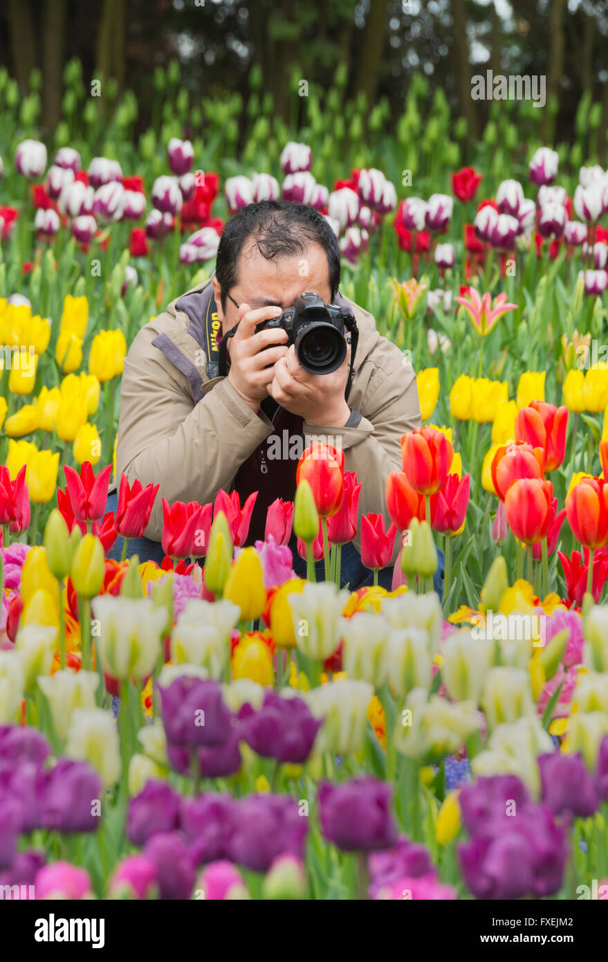 Man photographing Tulips in bloom, garden, Skagit Valley, Washington, April Stock Photo