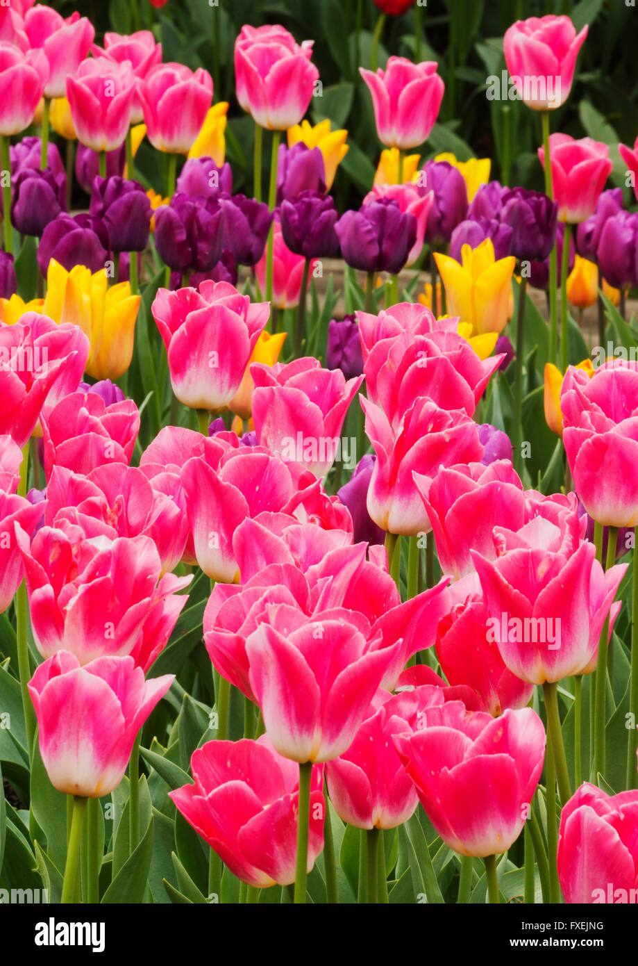 Tulips in bloom, garden, Skagit Valley, Washington, April Stock Photo