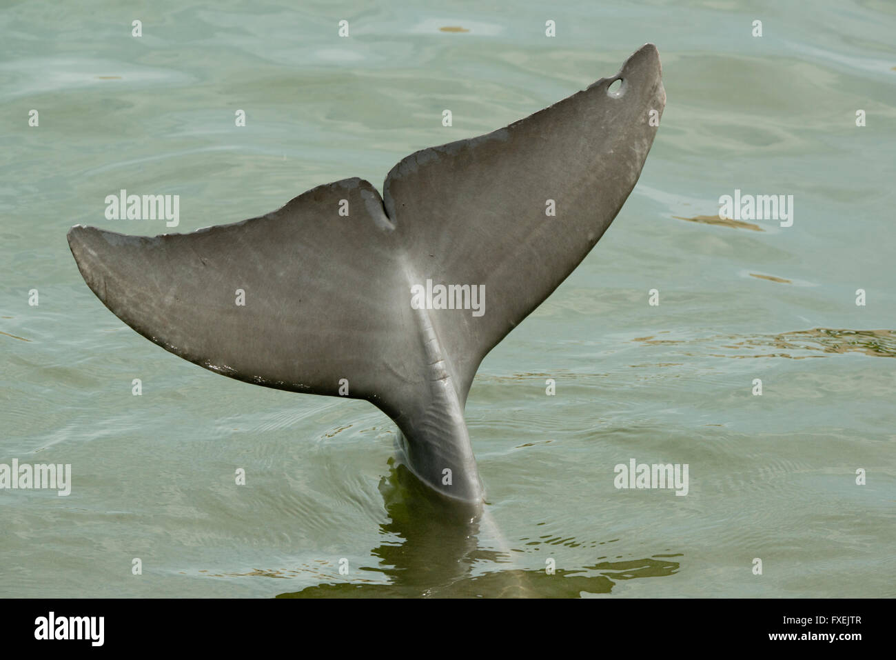 Bottlenose Dolphin, flukes with hole, Florida Keys, Florida USA Stock Photo