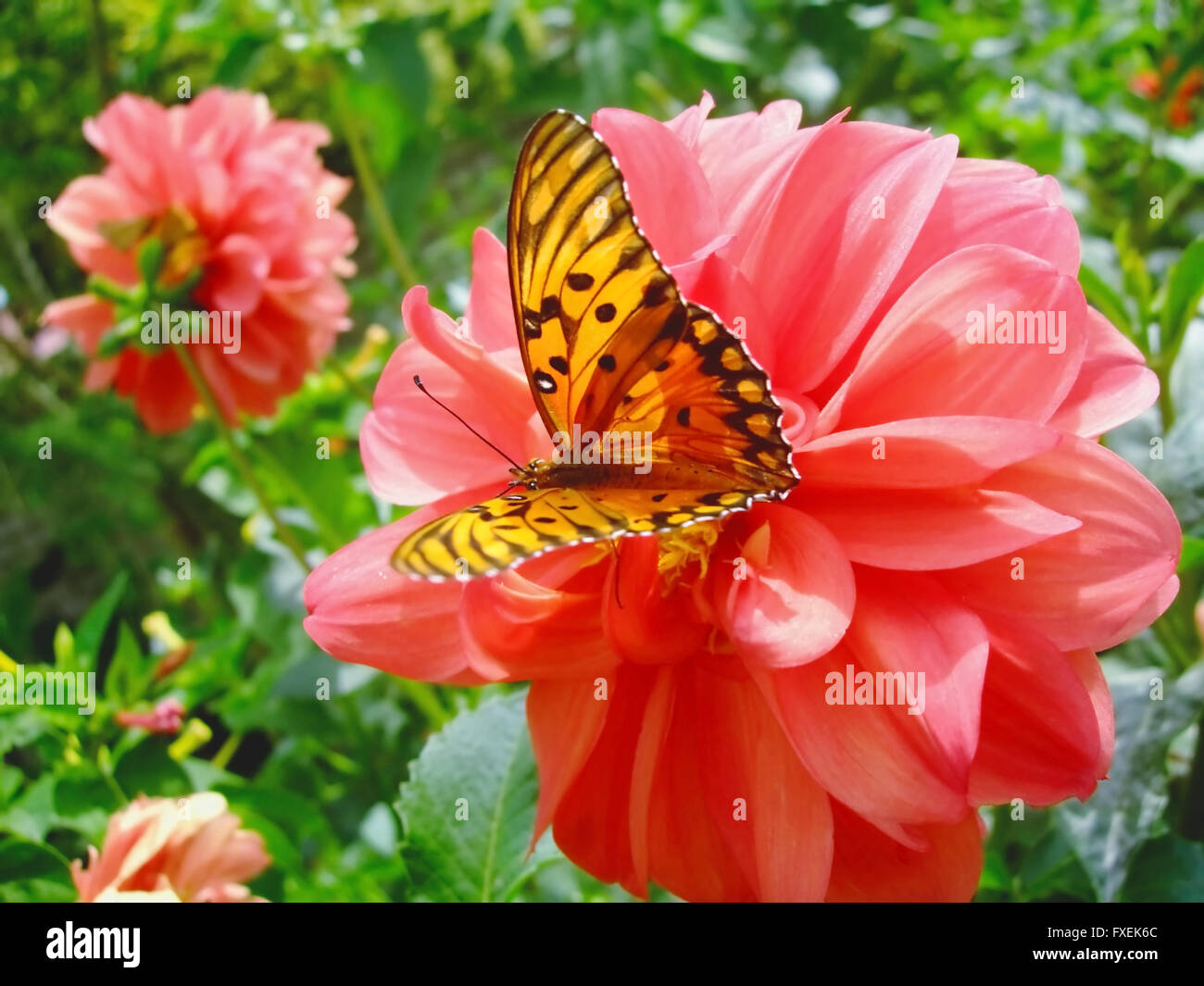 Butterfly on dahlia in the garden Stock Photo - Alamy