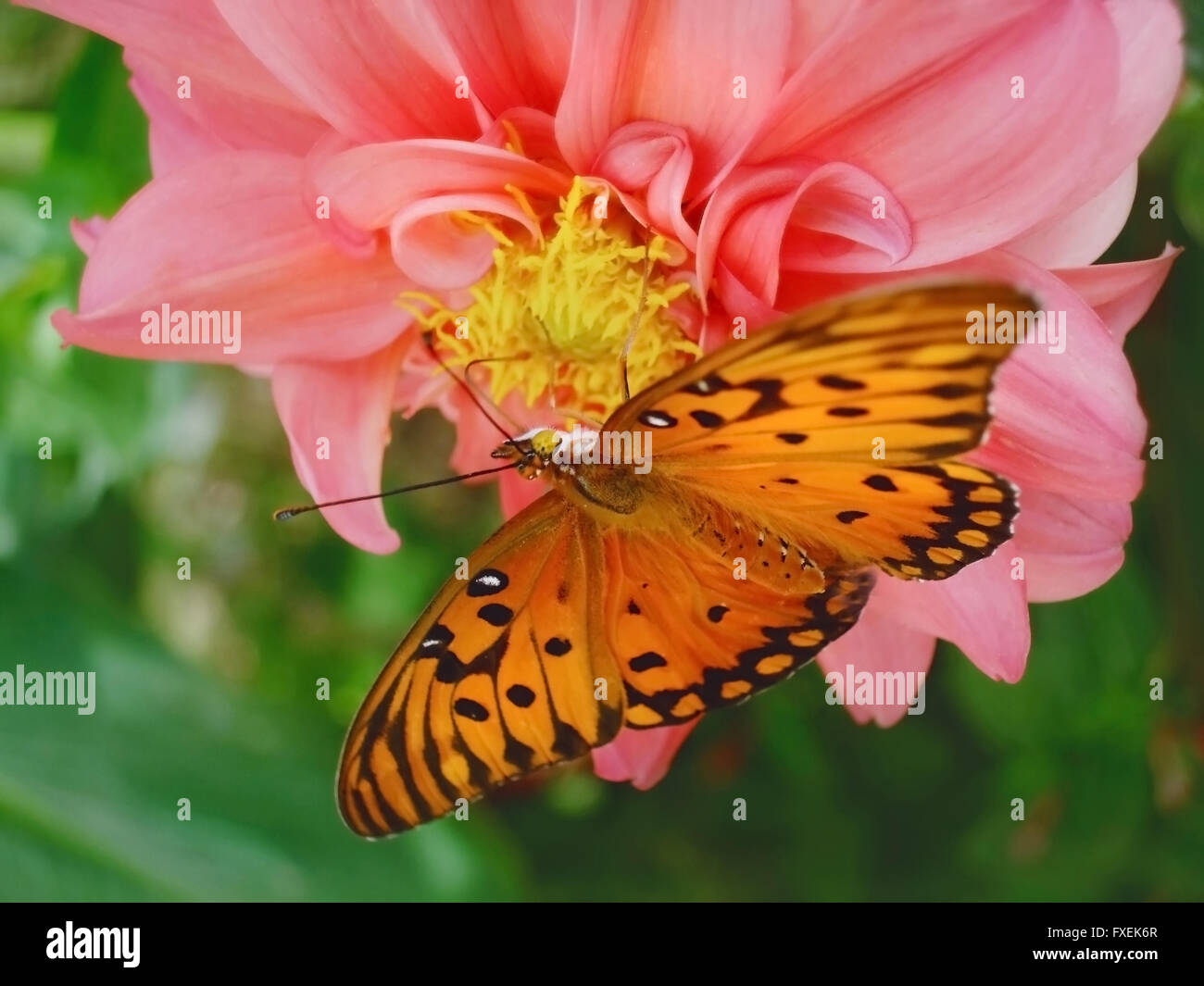 Butterfly on dahlia flower hi-res stock photography and images - Alamy
