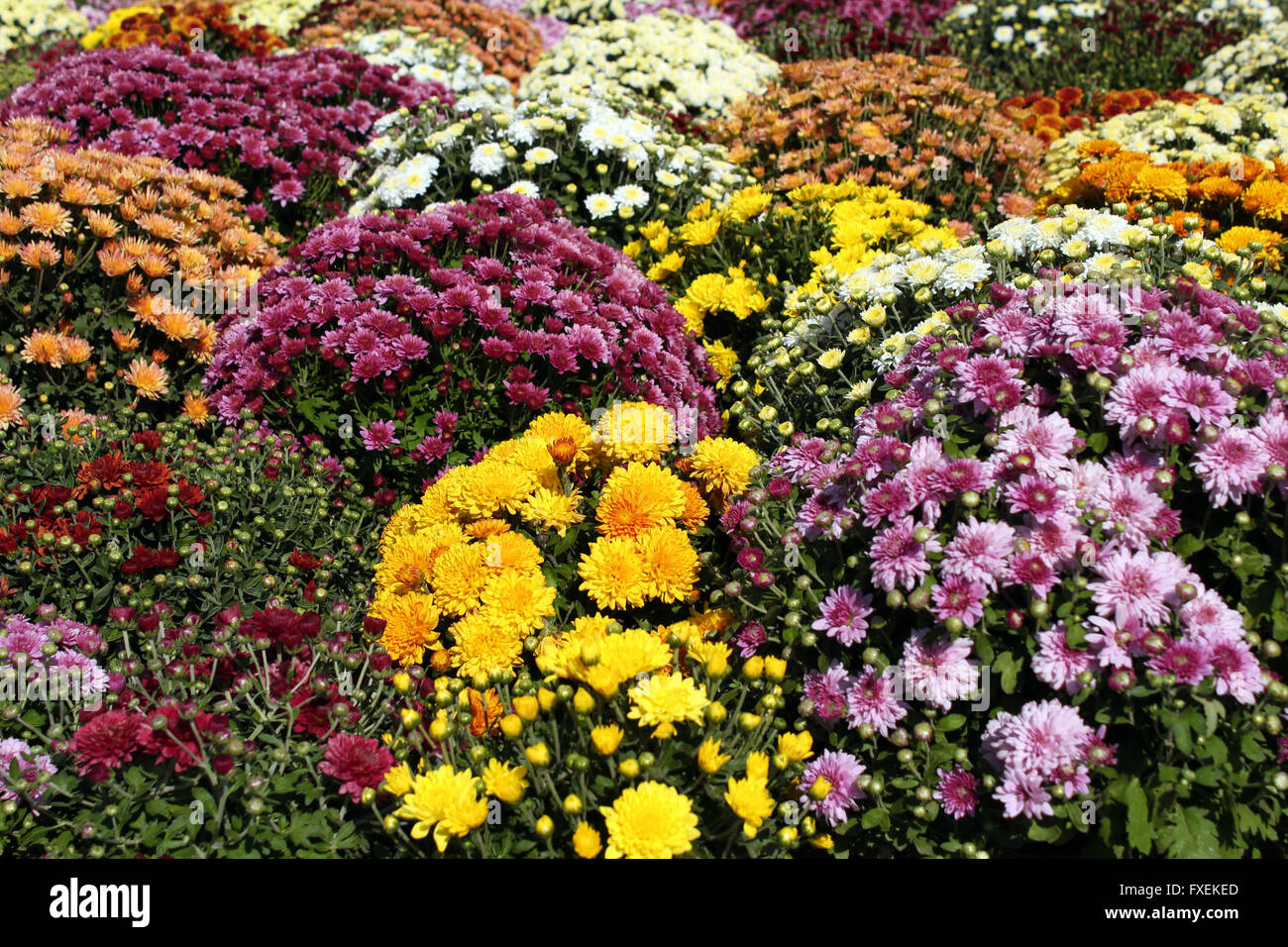 chrysanthemum autumn scene Stock Photo