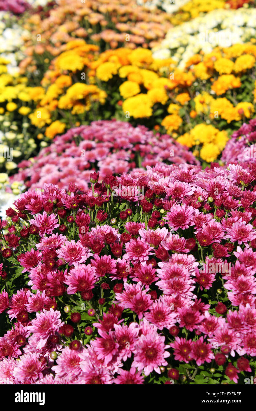 chrysanthemum flower autumn scene Stock Photo