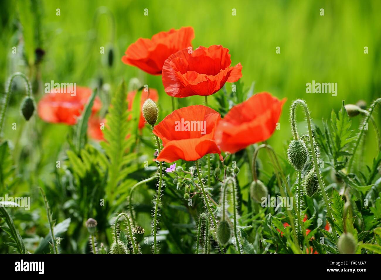 Red flowers on vivid green background on a sunny day Stock Photo