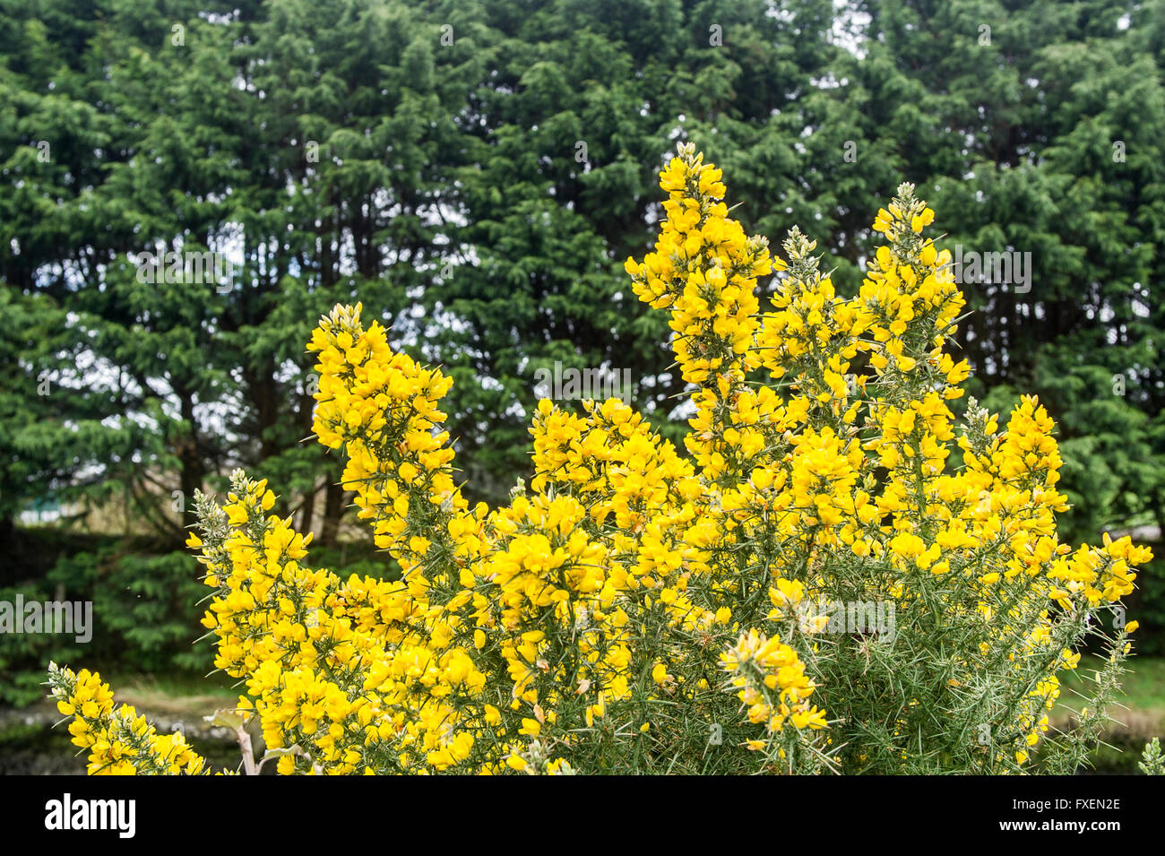 A gorse bush with trees in the background in Clonakilty, West Cork, Ireland. Stock Photo