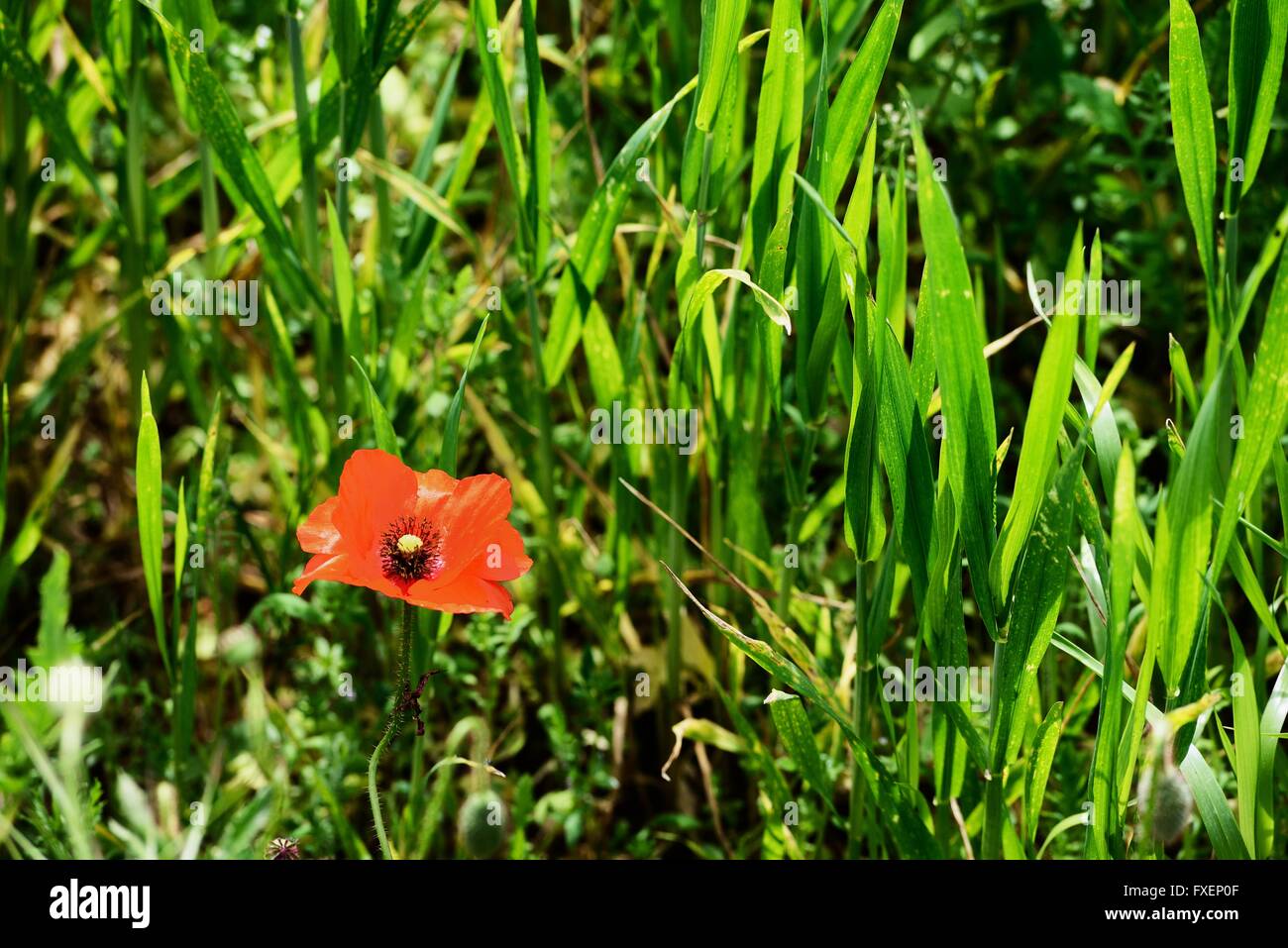 Red poppy flower with grass hi-res stock photography and images - Alamy
