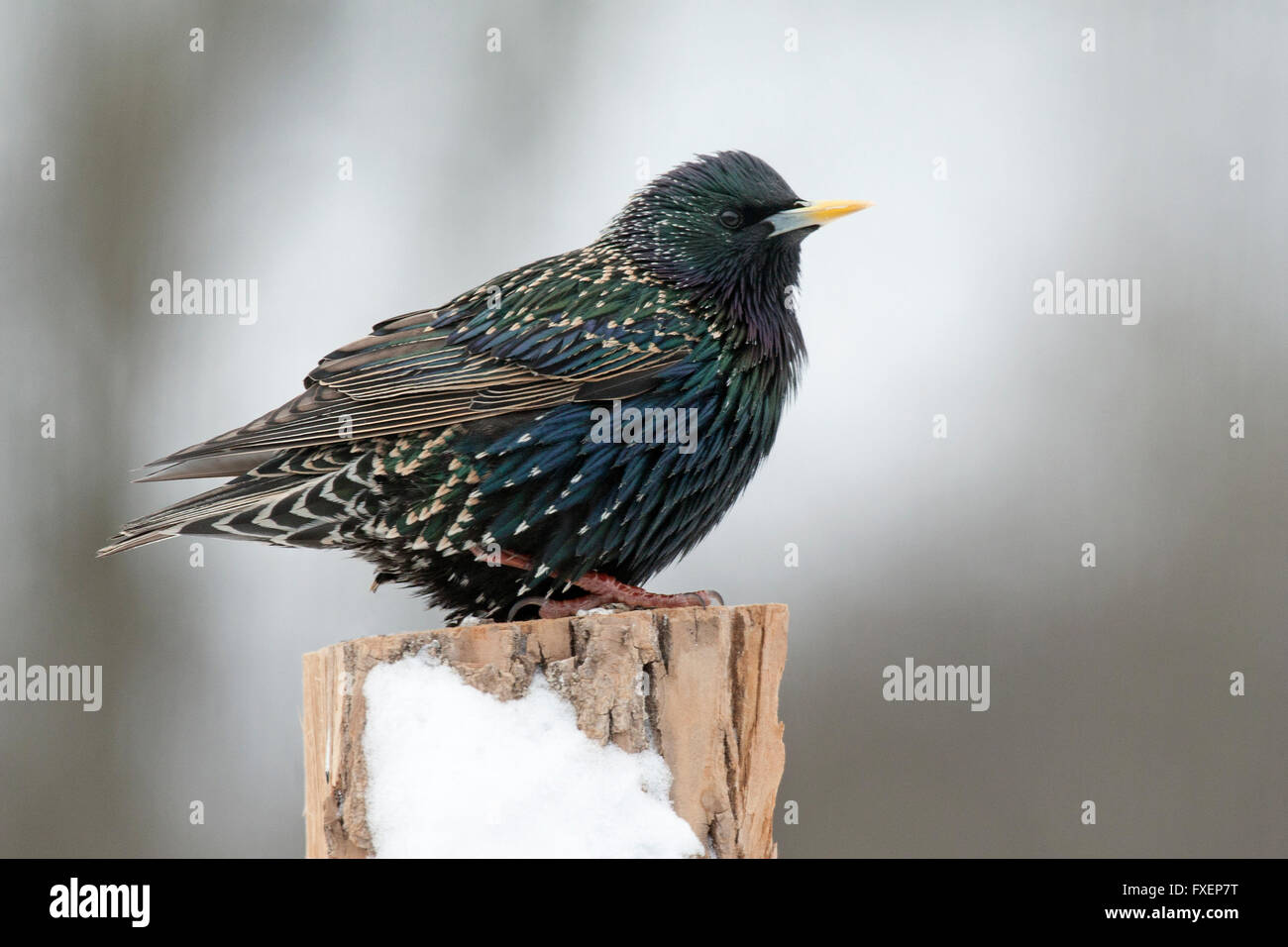 Content European starling ruffles feathers while perched on snowy fencepost Stock Photo