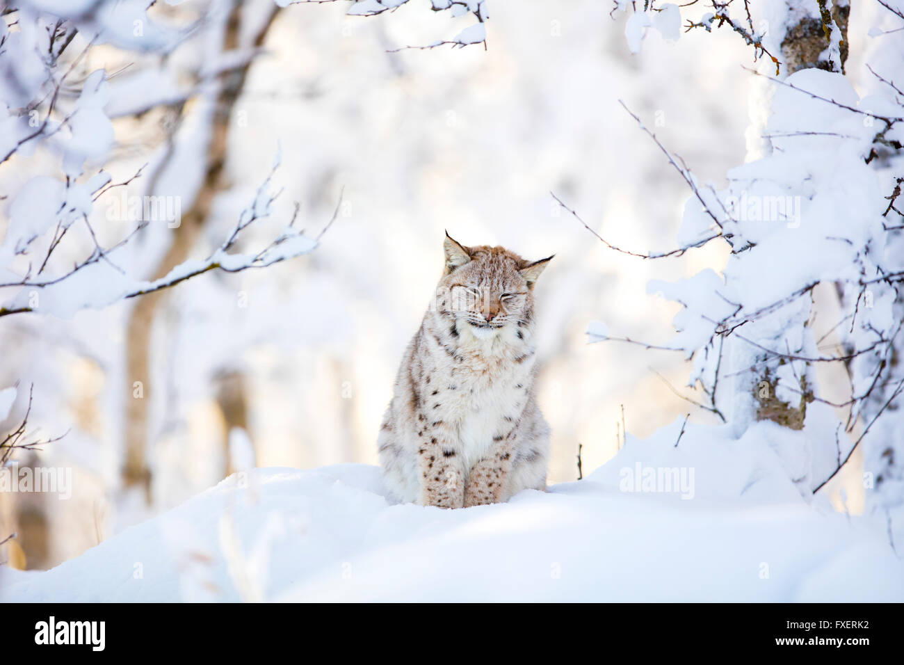 Sleepy cute lynx cub in the cold winter forest Stock Photo