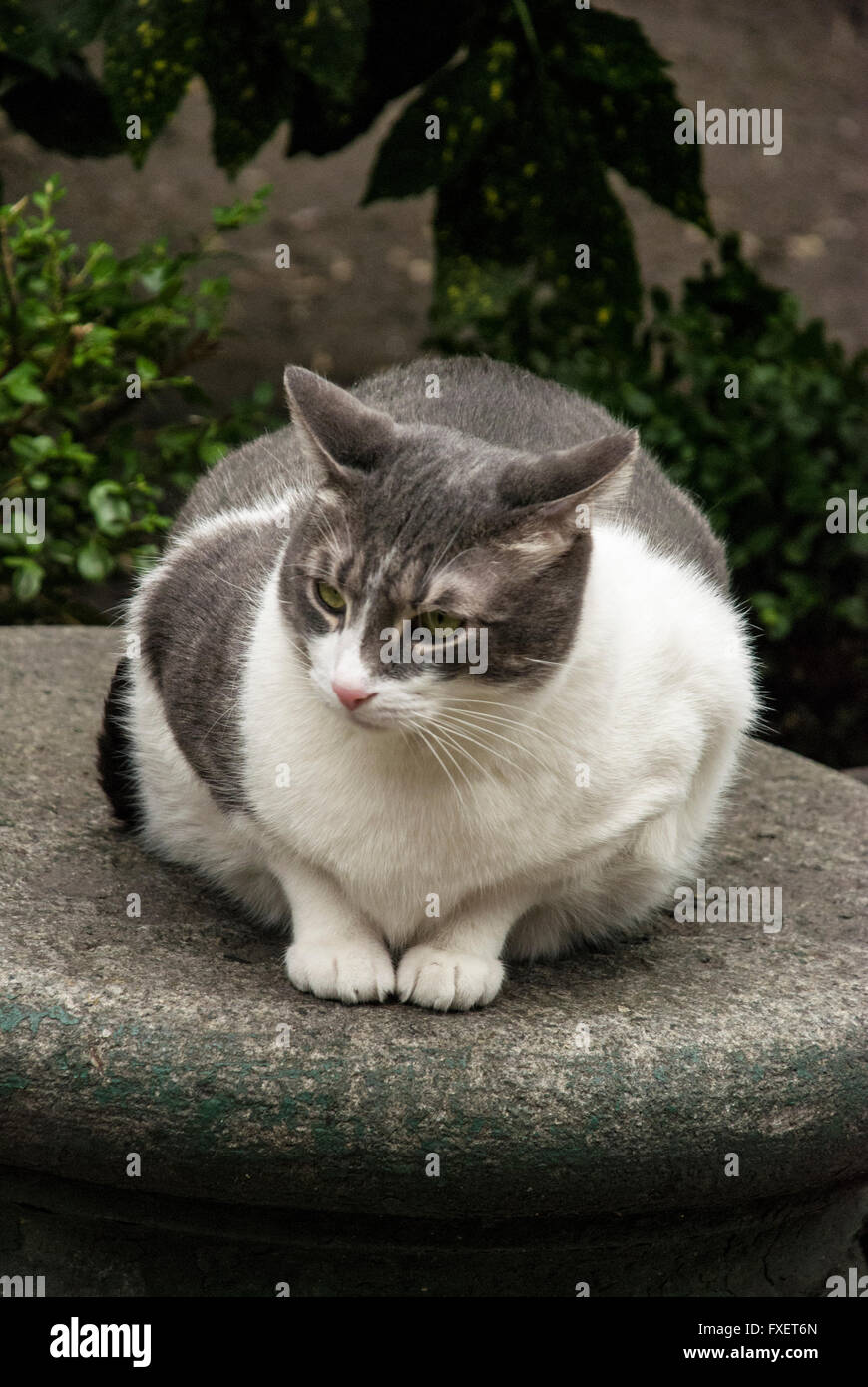 Fat domestic shorthair grey and white 