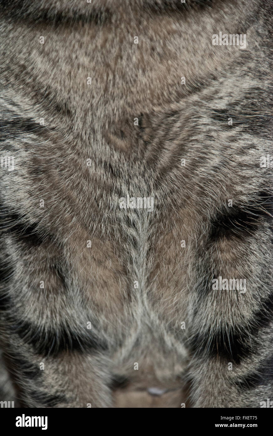 Close Up of Tabby pattern in the fur of a domestic cat Stock Photo