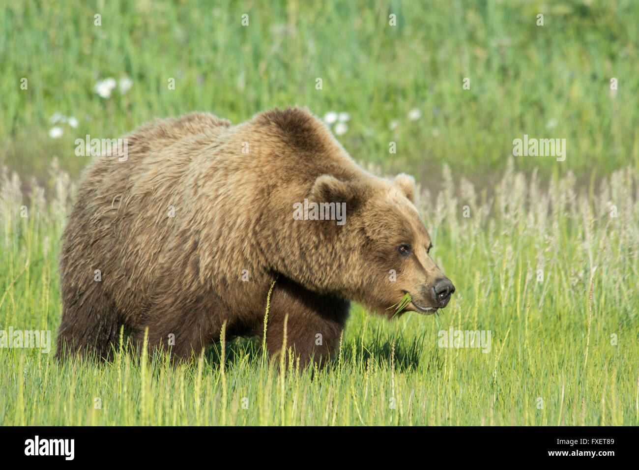 Solitary wild adult Grizzly Bear, Ursus arctos, eating sedge grass, Lake Clark National Park, Alaska, USA Stock Photo
